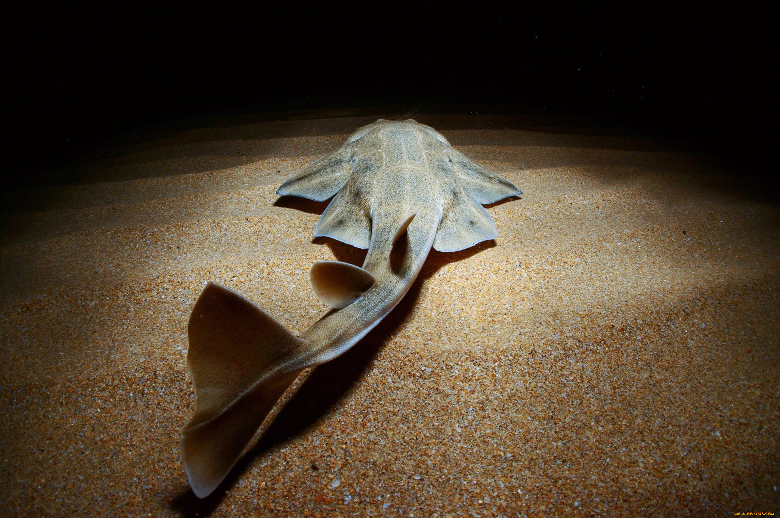 squatina, животные, акулы, ангел, shark, акула, рыба, хищник, океан, море, вода, глубина, подводный, обитатели, опасность