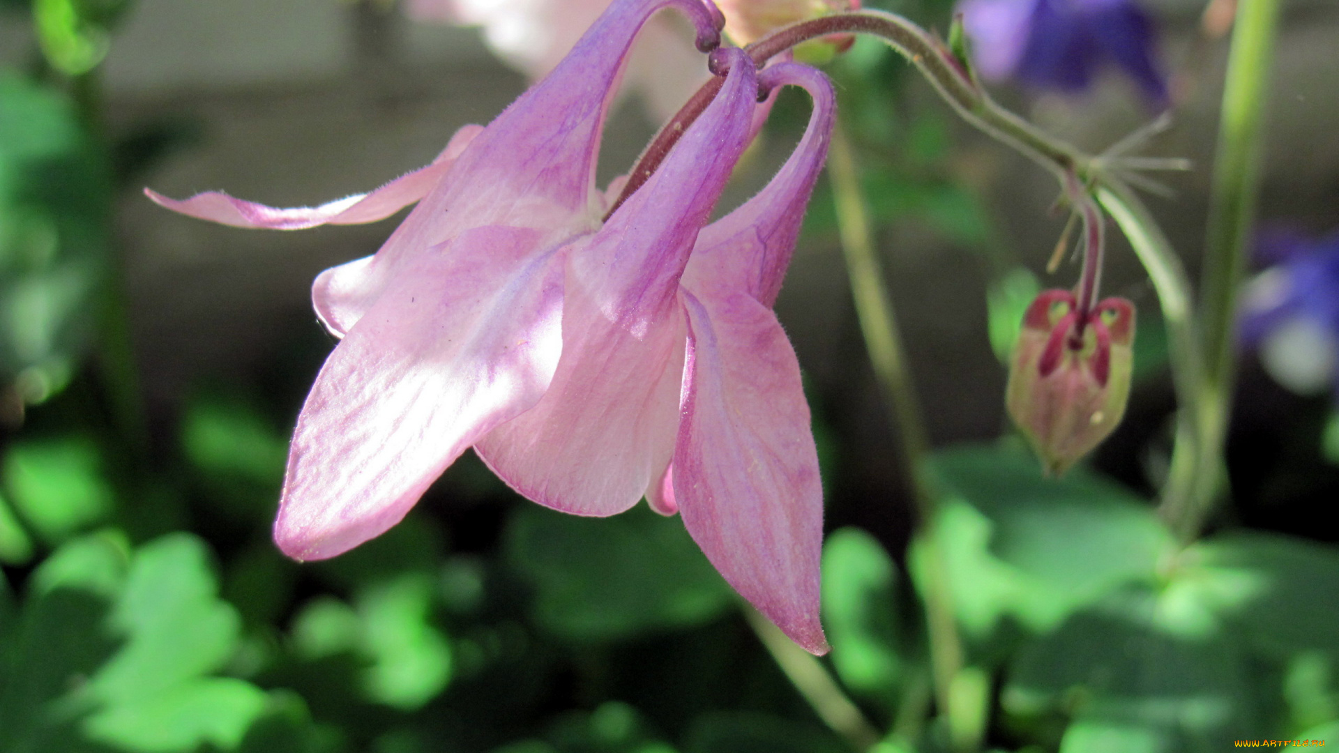 цветы, аквилегия, , водосбор, розовая, аквиления