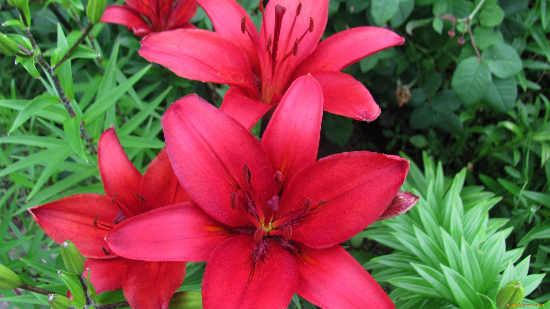 цветы, лилии, , лилейники