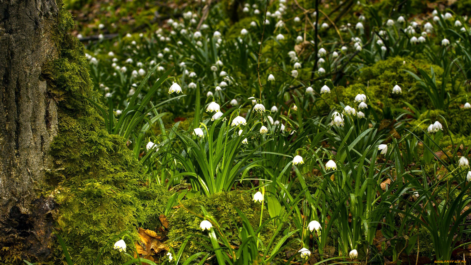 цветы, подснежники, , белоцветники, , пролески, белоцветники