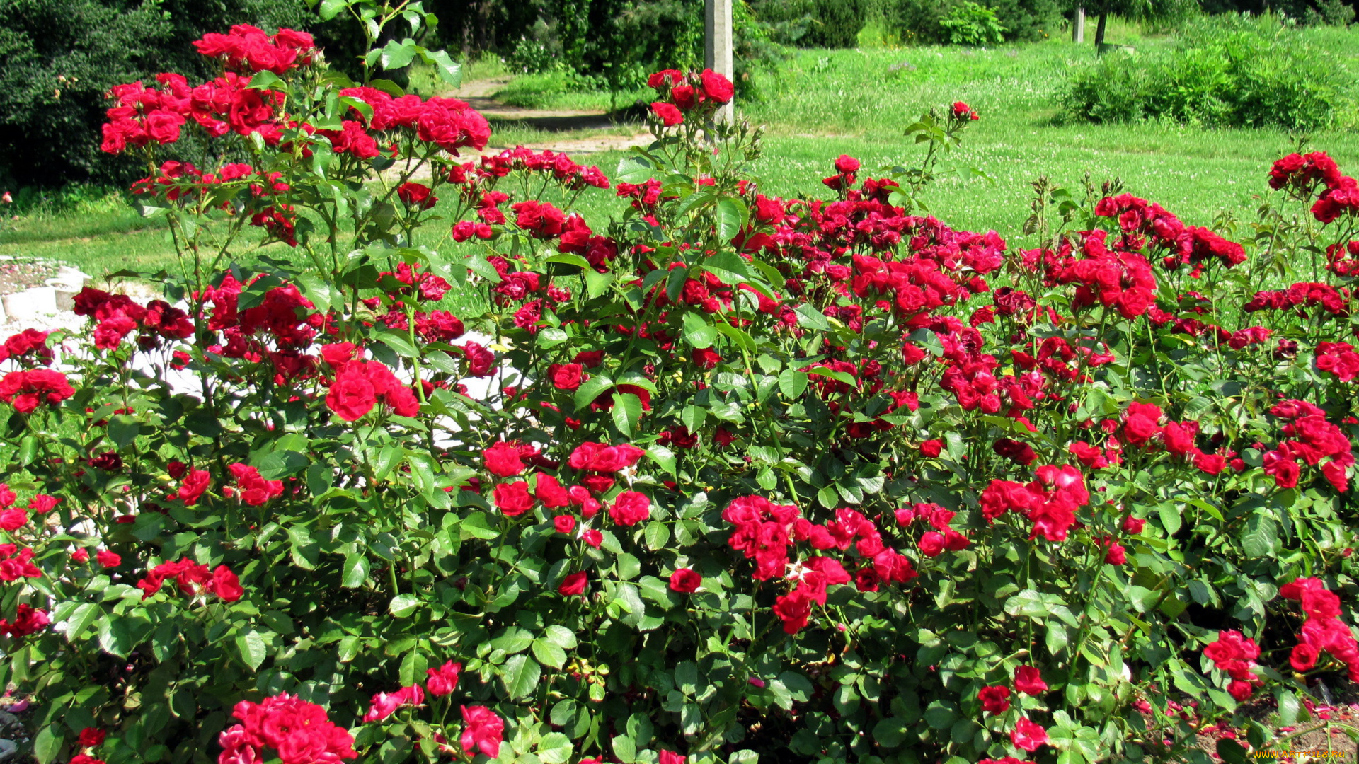 цветы, розы, куст