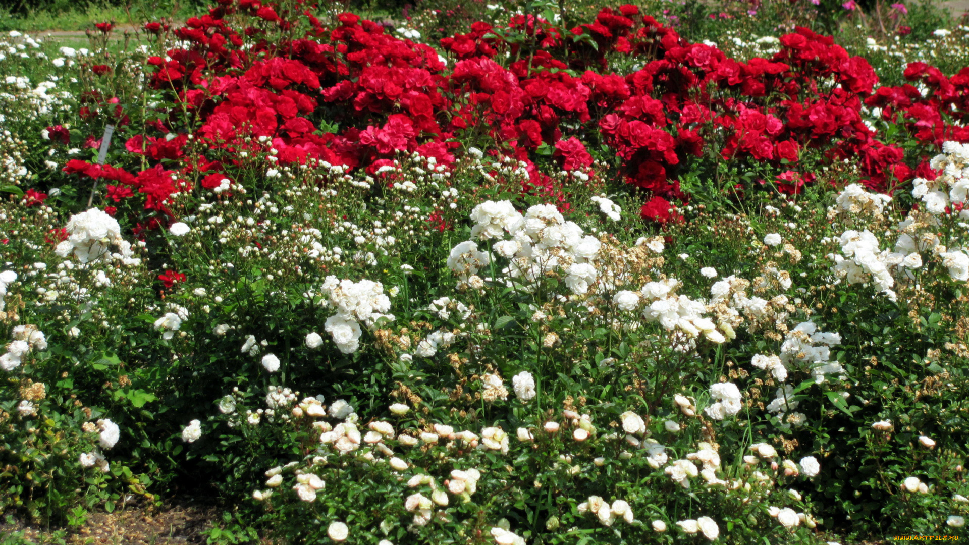 цветы, розы, кусты