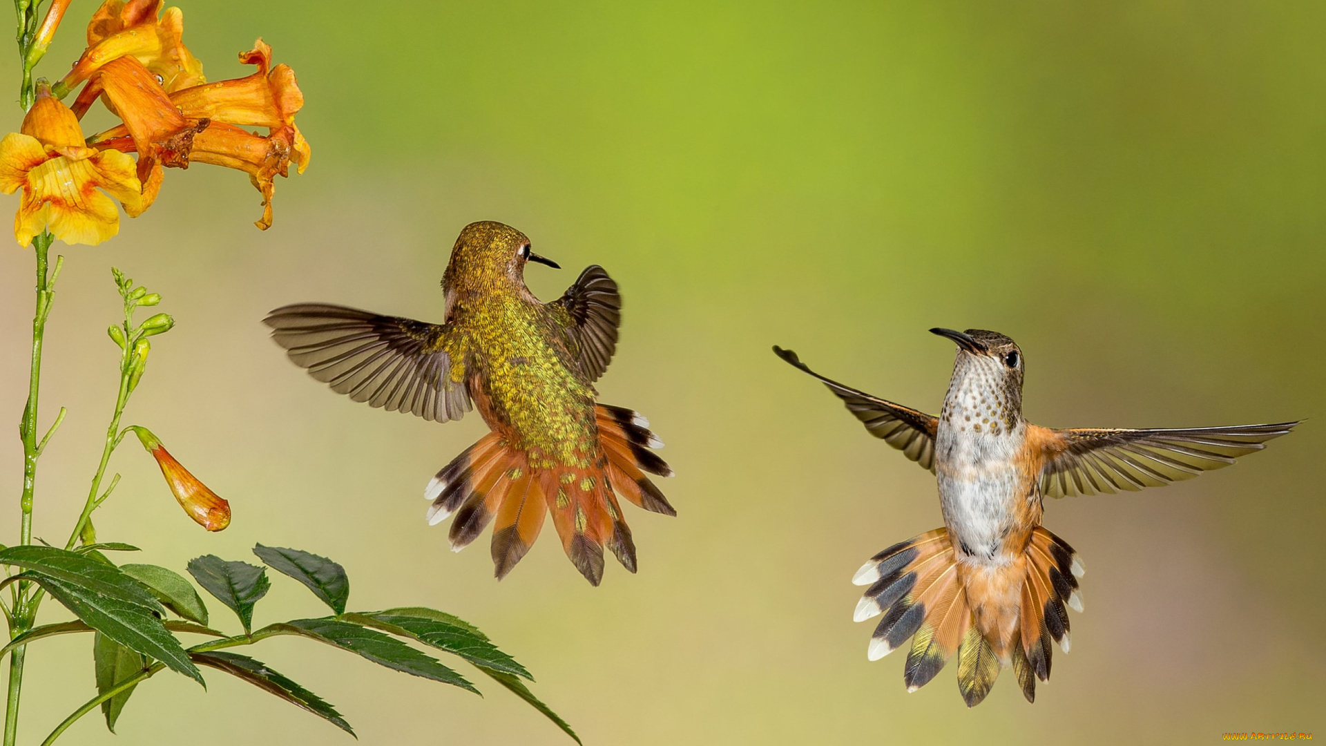 колибри, животные, самая, маленькая, птица, в, мире, да, само, название, птицы, очень, красивое, королева, нектара
