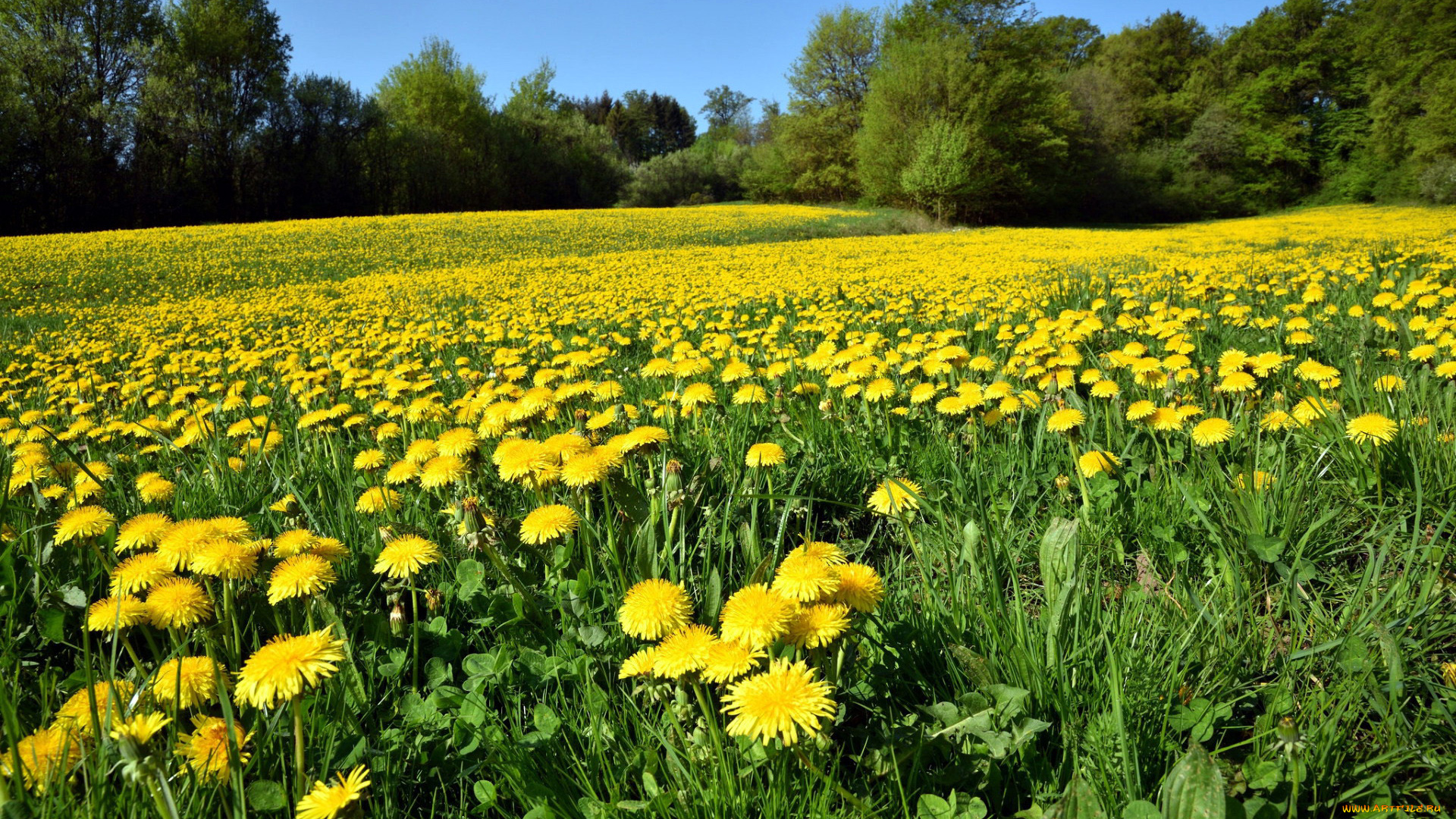 природа, луга, лето, луг, трава, цветы, одуванчики