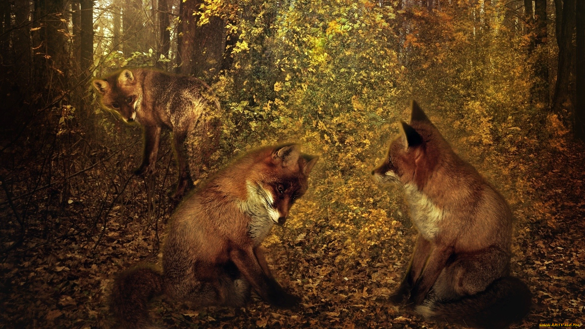 разное, компьютерный, дизайн, лисы, лес, осень