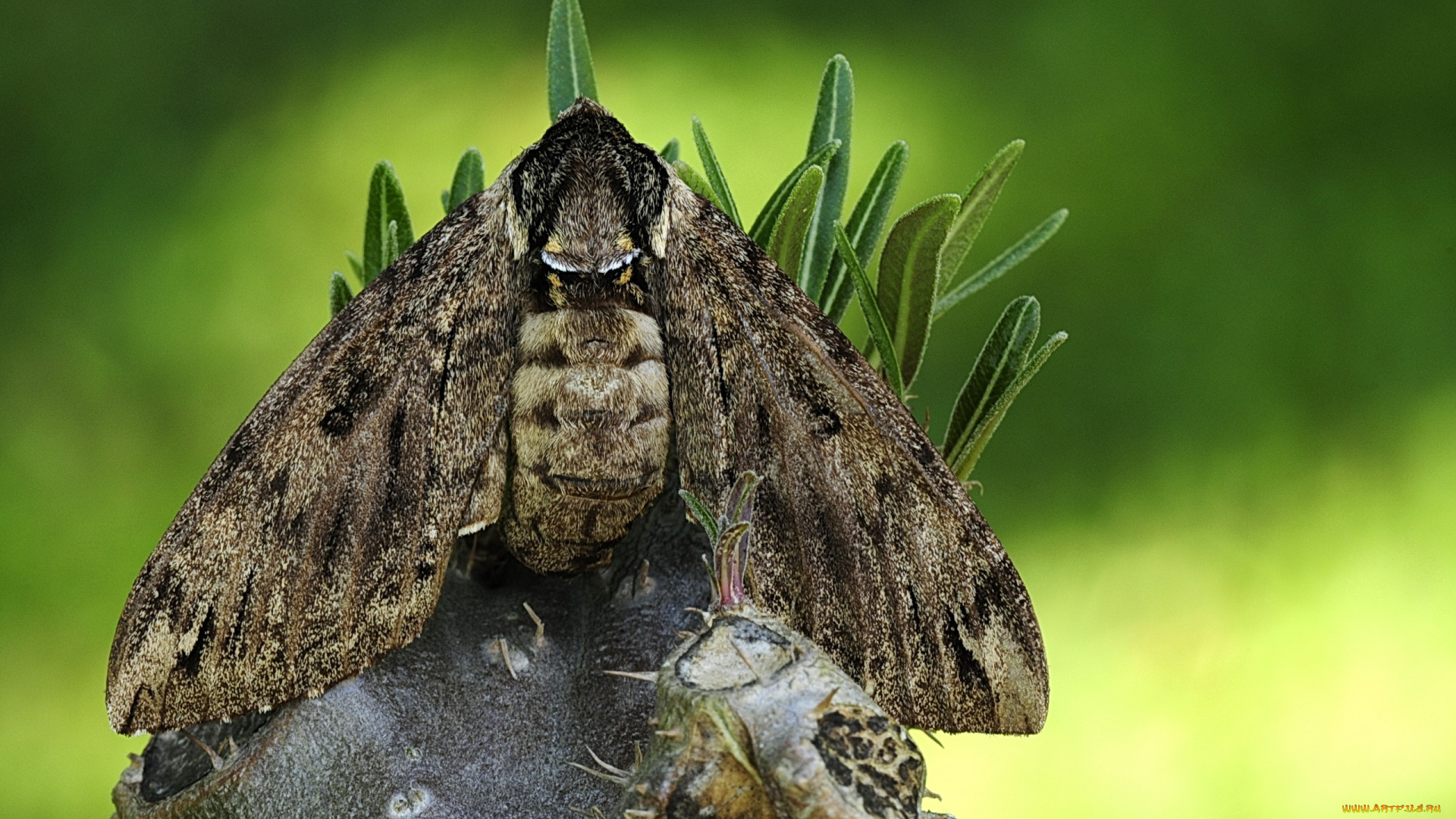 животные, бабочки, , мотыльки, , моли, бабочка, пень