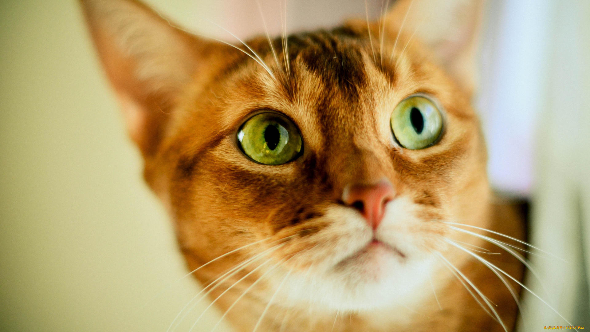 животные, коты, кот, рыжий, взгляд