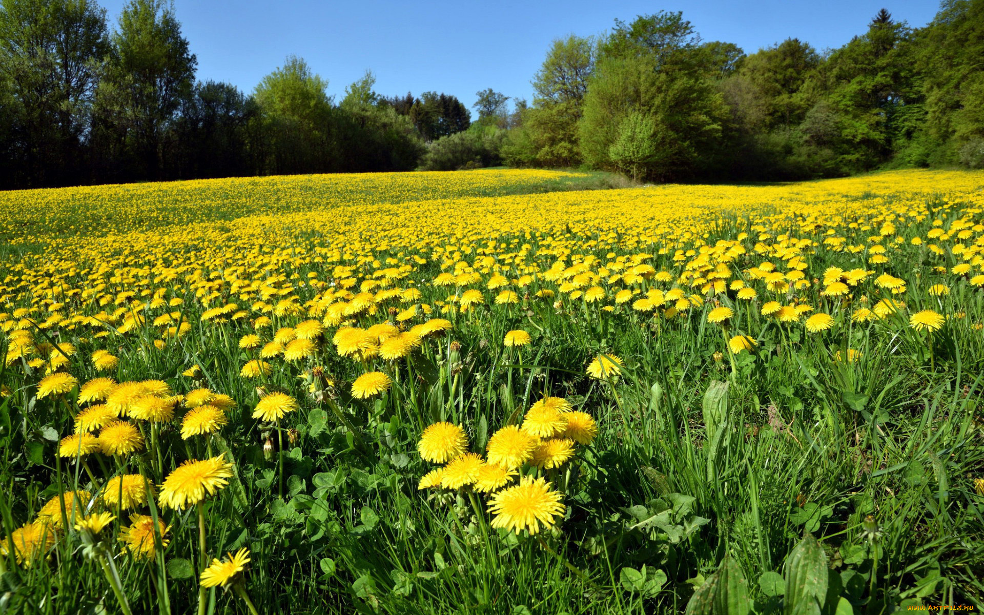природа, луга, лето, луг, трава, цветы, одуванчики