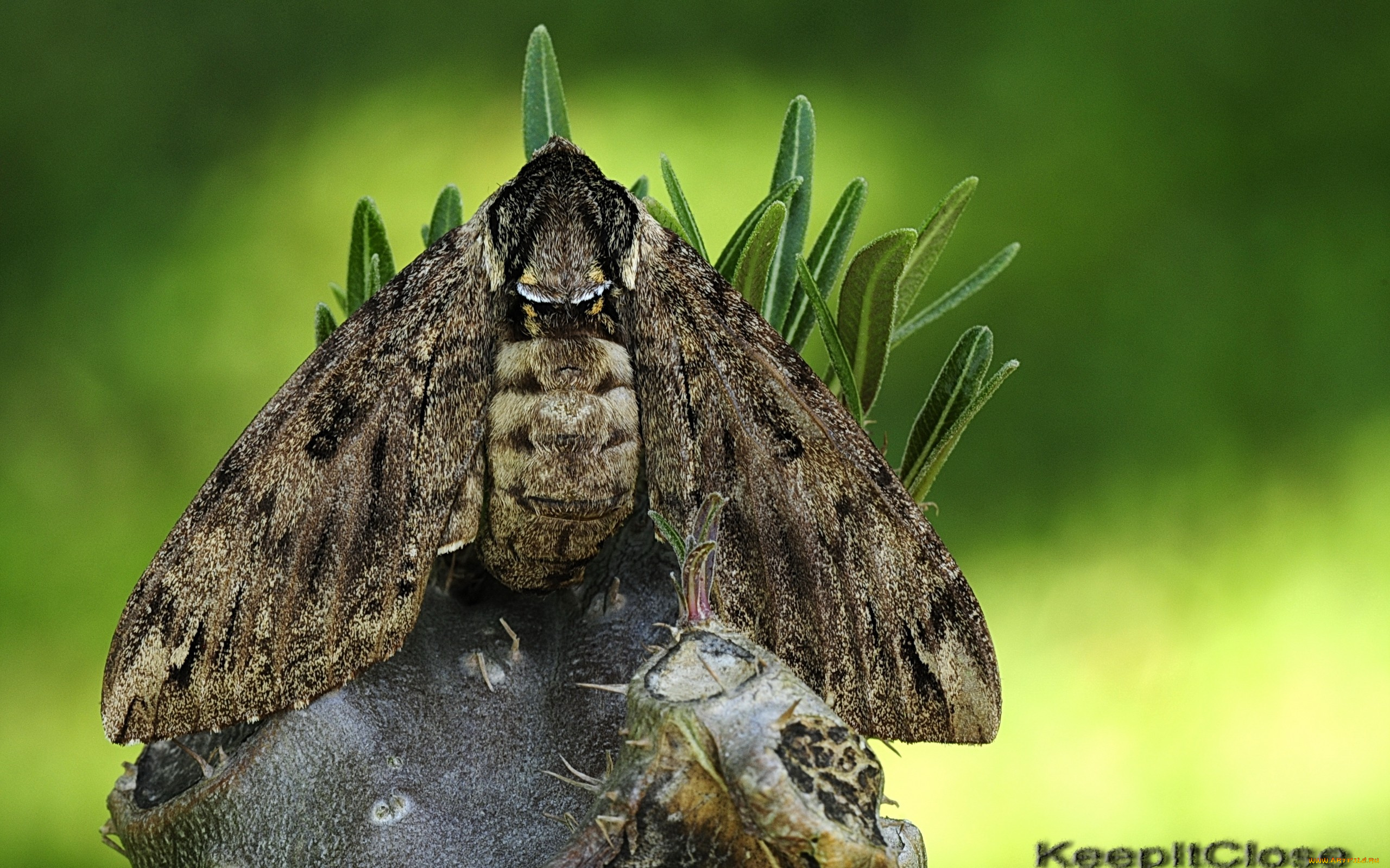 животные, бабочки, , мотыльки, , моли, бабочка, пень