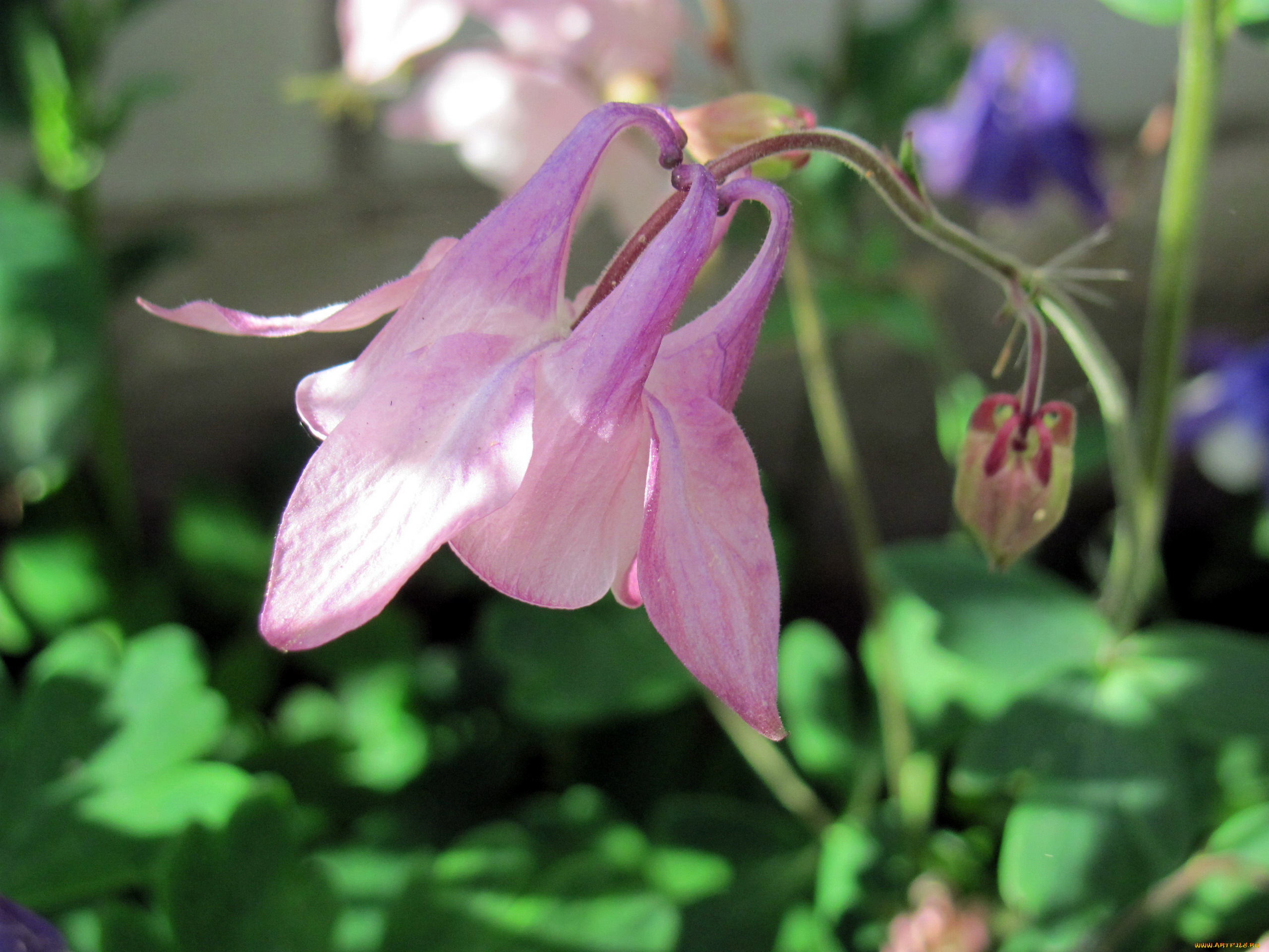 цветы, аквилегия, , водосбор, розовая, аквиления