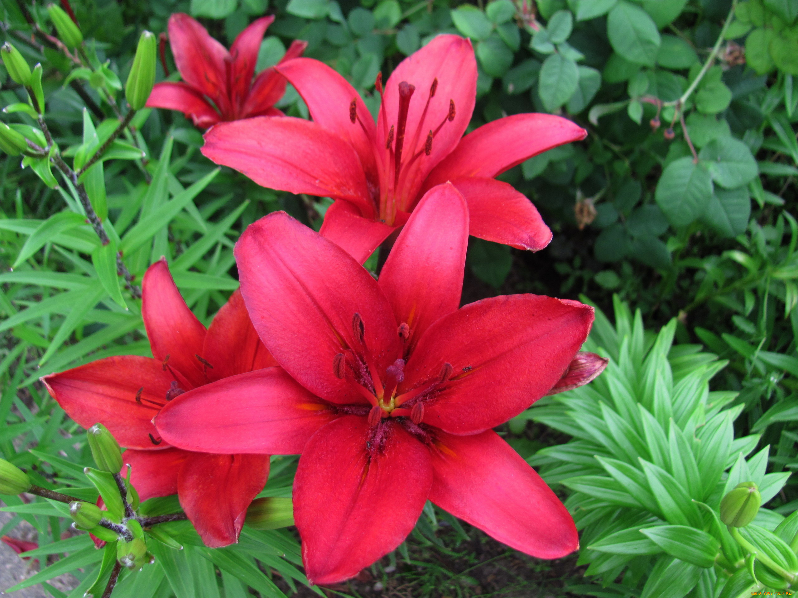 цветы, лилии, , лилейники