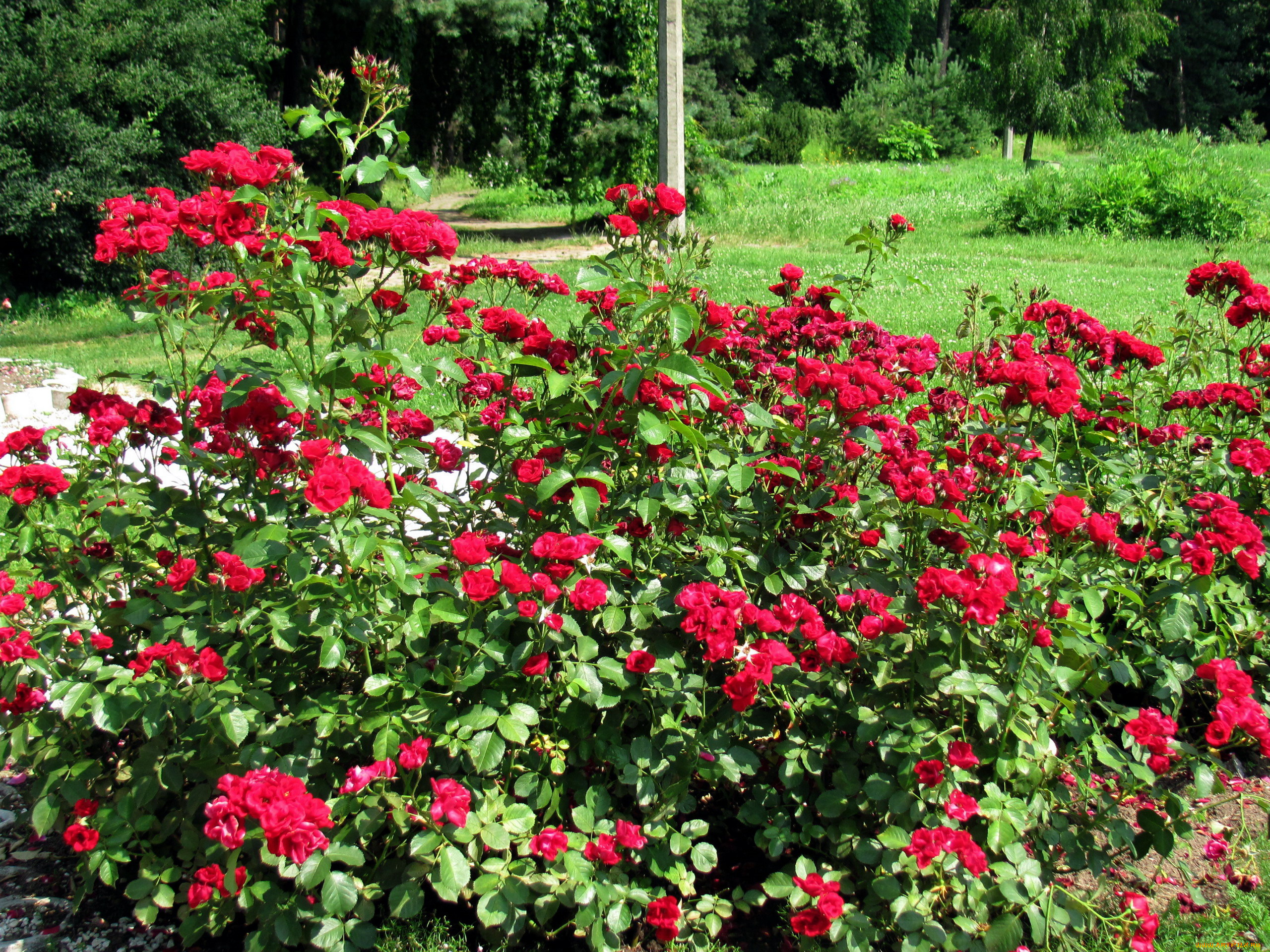 цветы, розы, куст