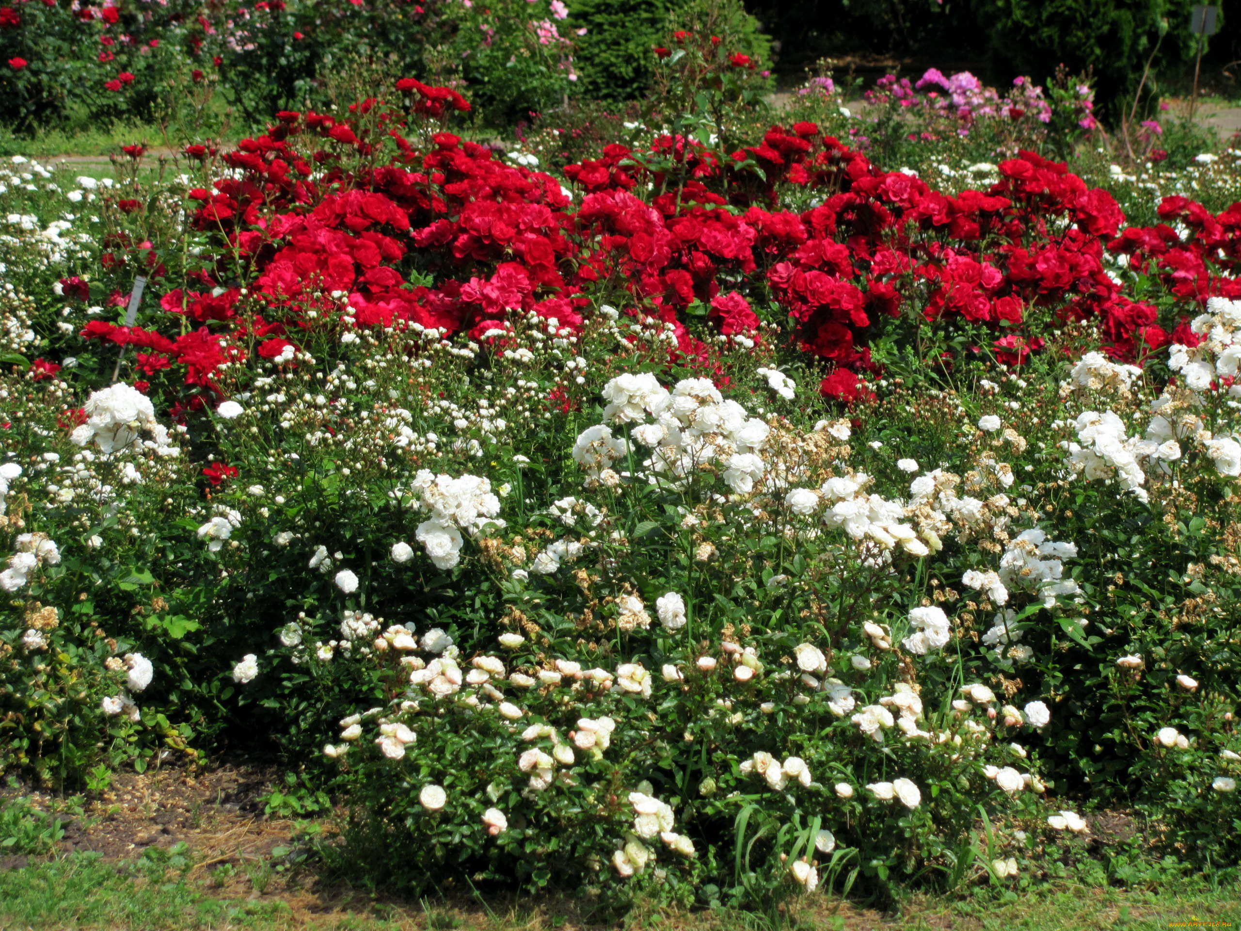 цветы, розы, кусты