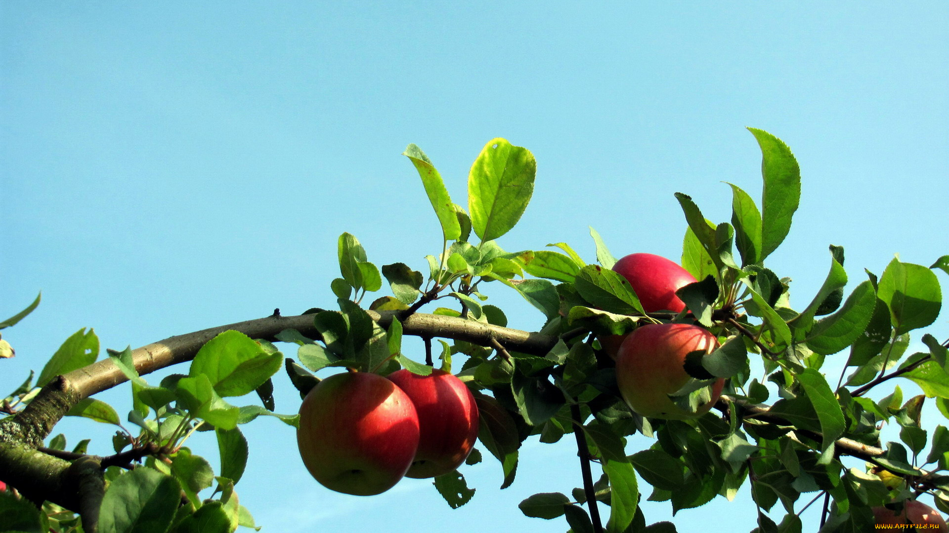 природа, плоды, ветка, яблоки