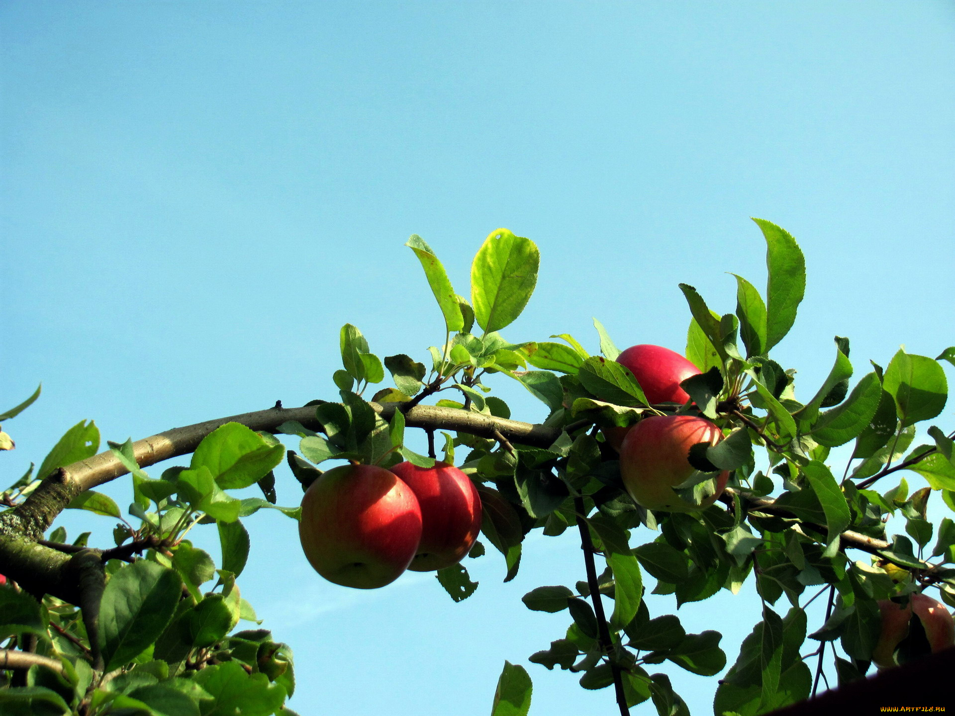 природа, плоды, ветка, яблоки