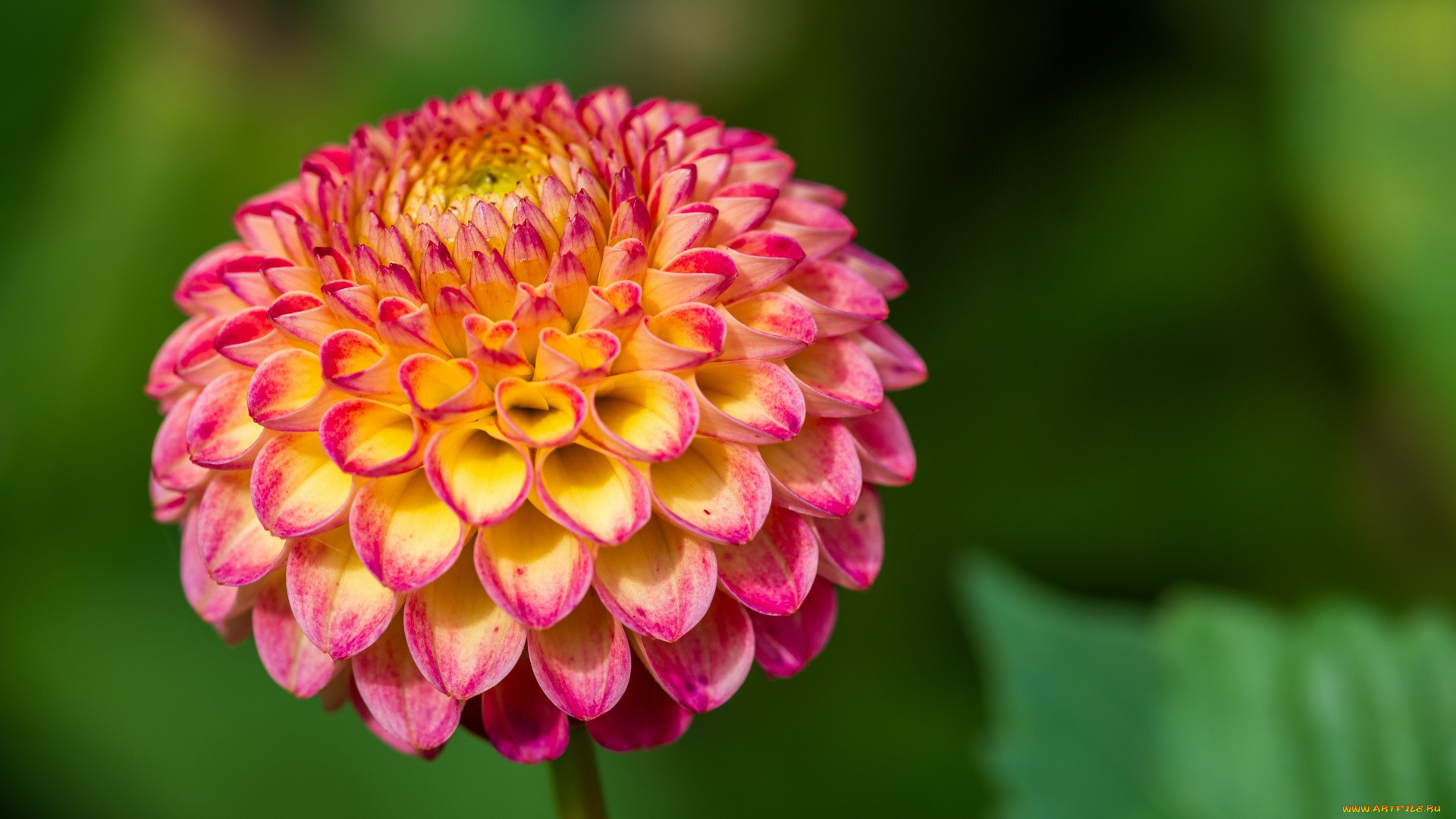 цветы, георгины, розовый, георгин, макро