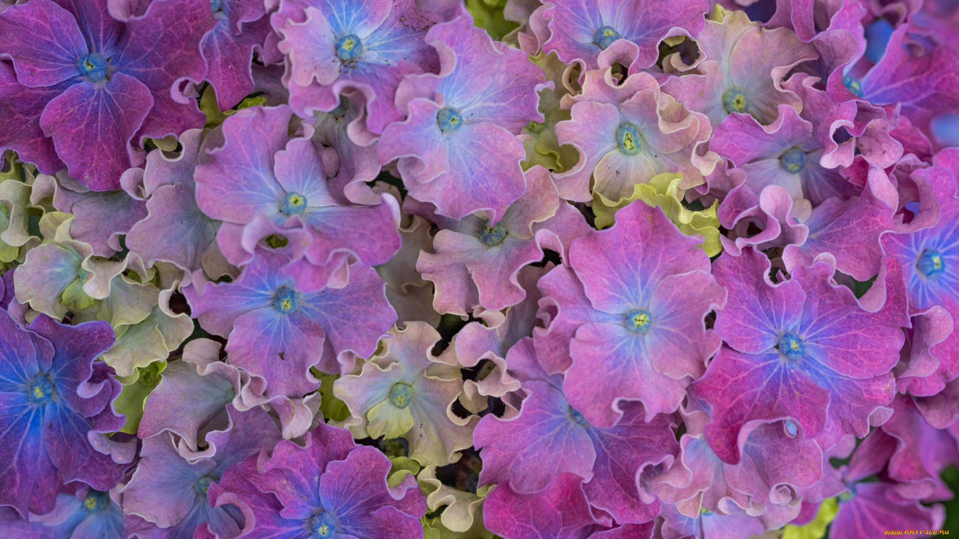 цветы, гортензия