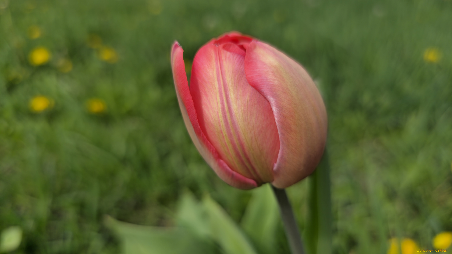 цветы, тюльпаны, тюльпан