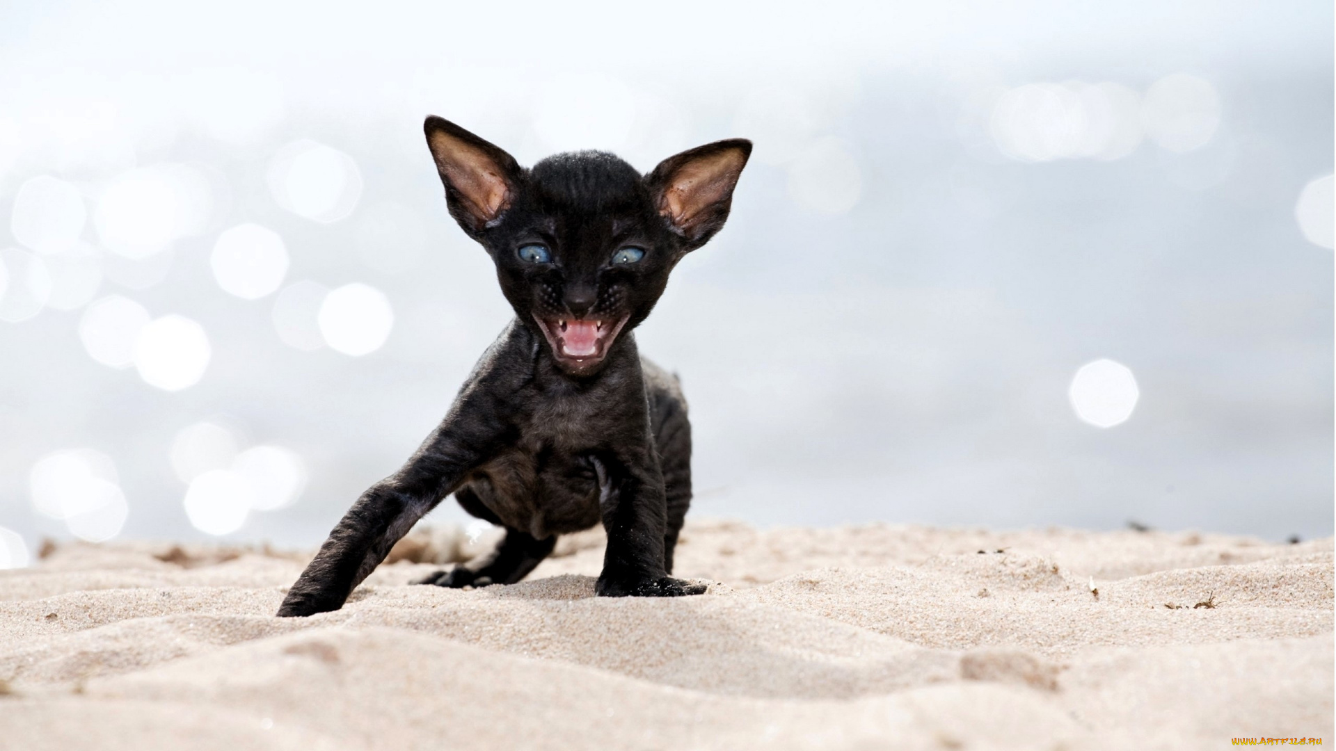 животные, коты, котенок, черный, песок