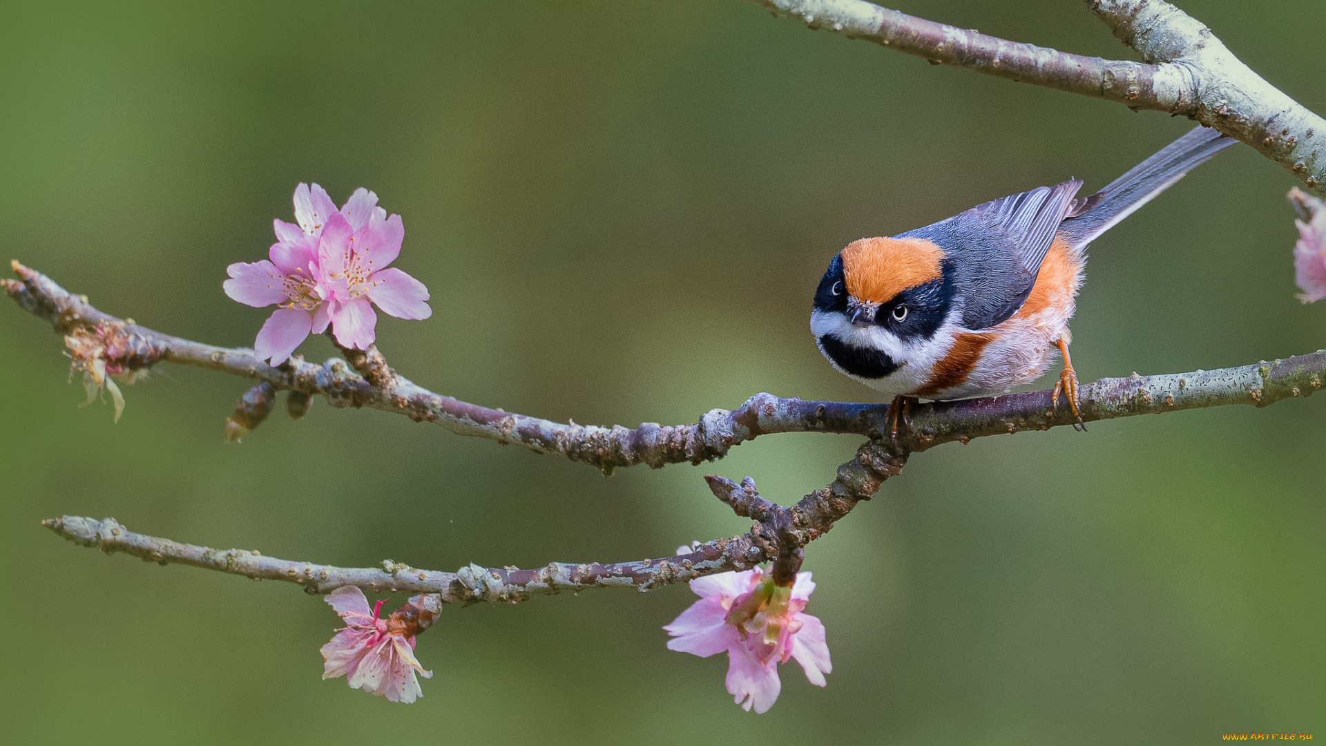 животные, птицы, птица