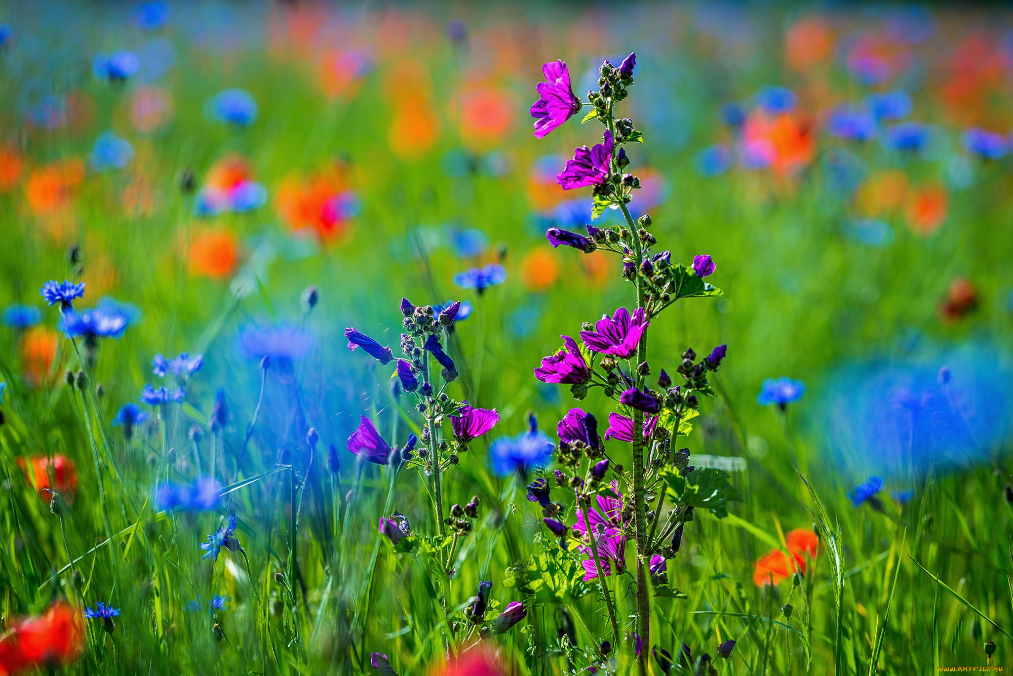 цветы, луговые, , полевые, , цветы, луг