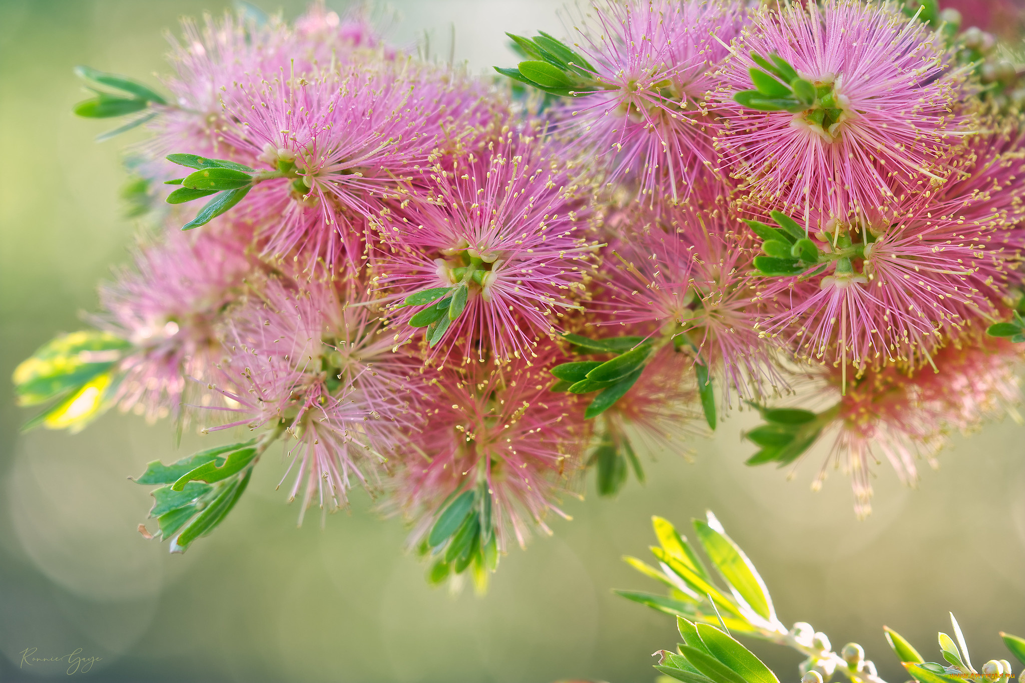 цветы, каллистемон, розовые