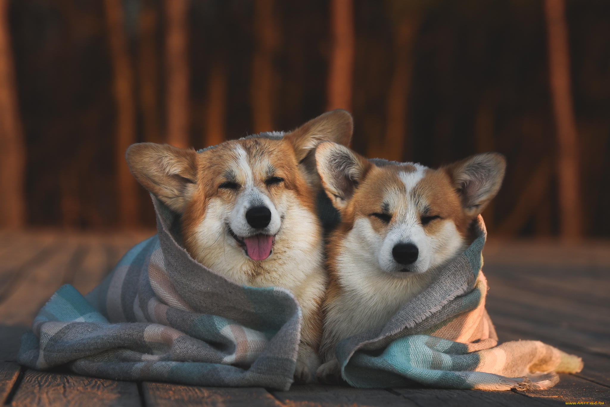 животные, собаки