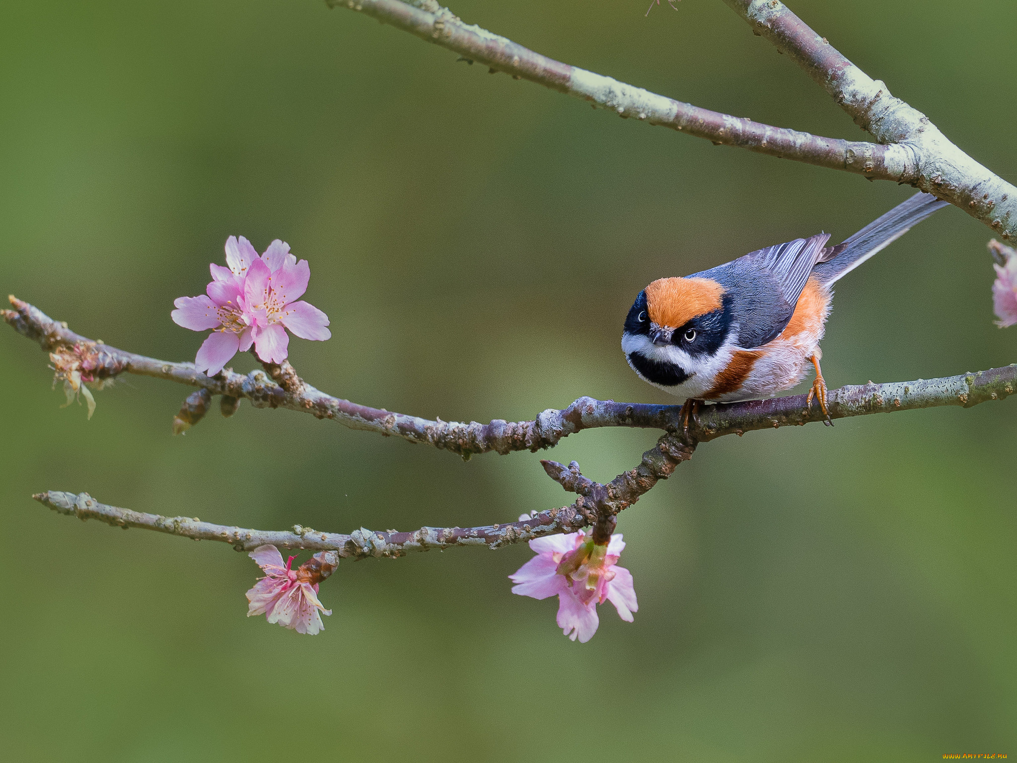 животные, птицы, птица