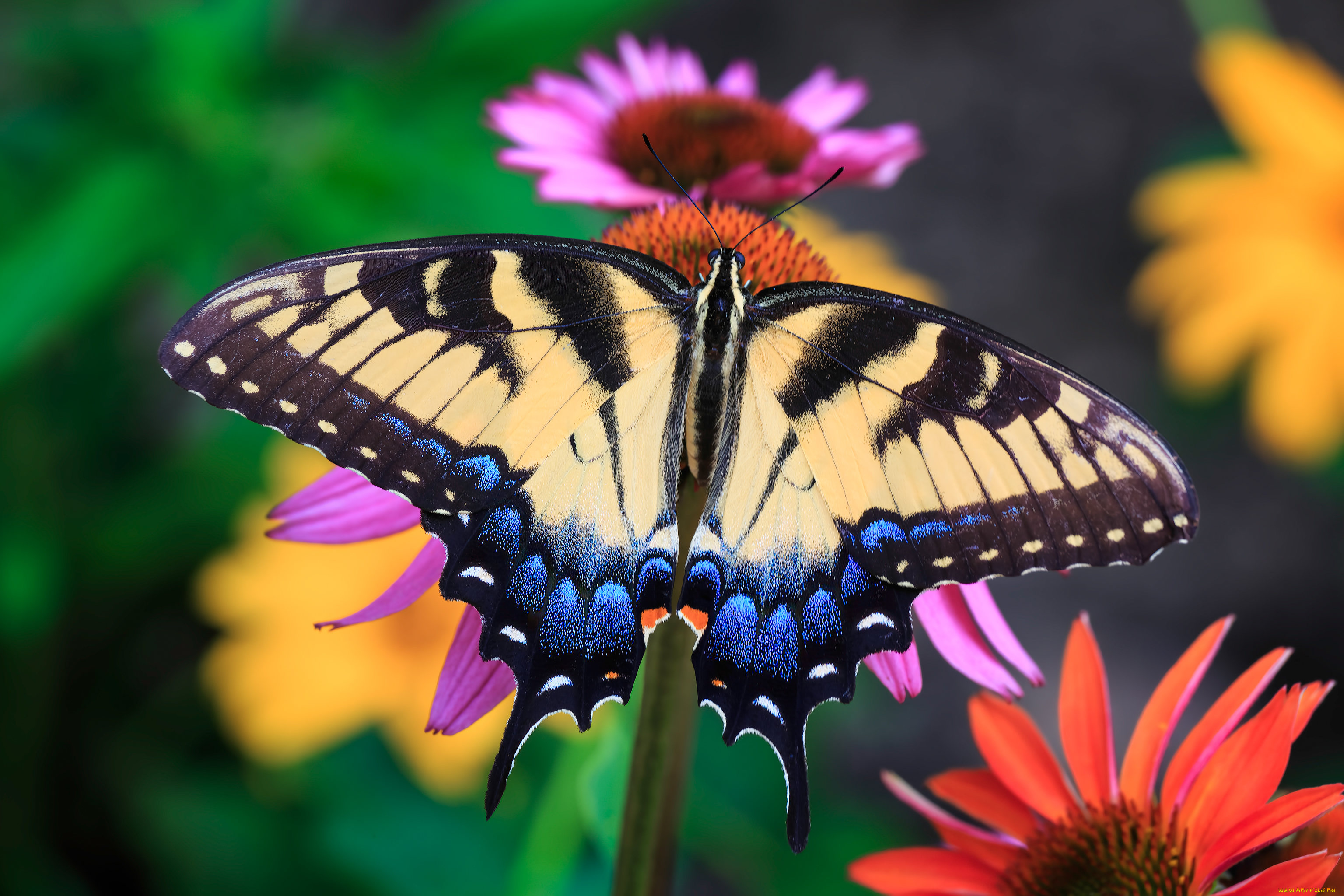 животные, бабочки, , мотыльки, , моли, бабочка