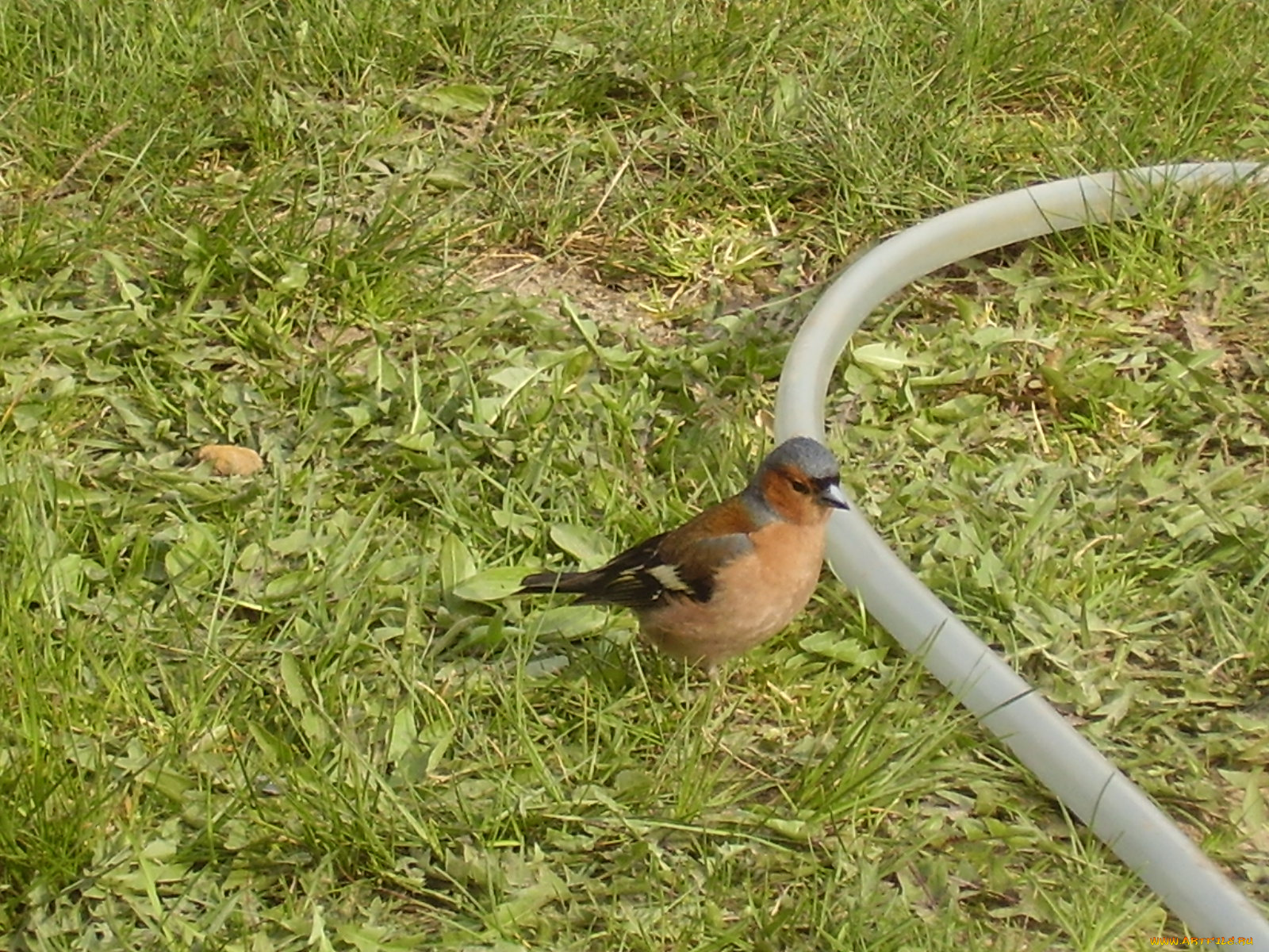 животные, птицы