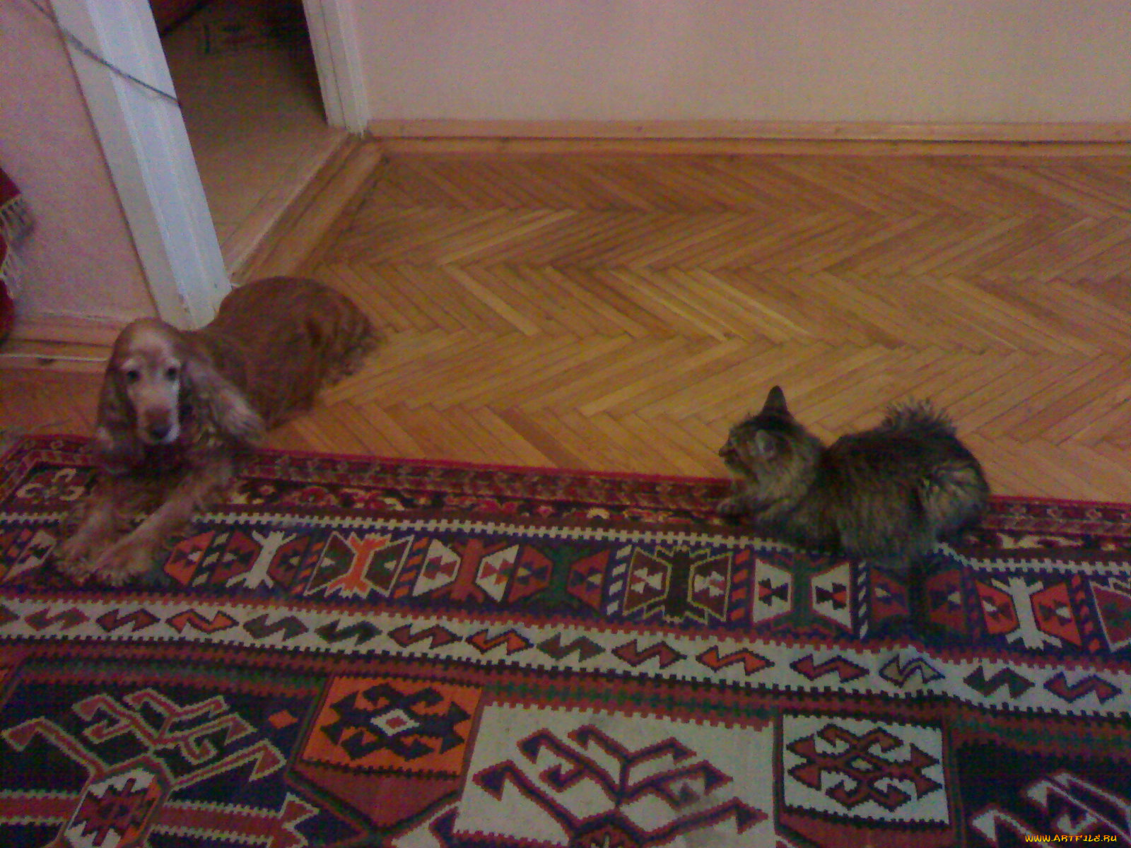 животные, разные, вместе