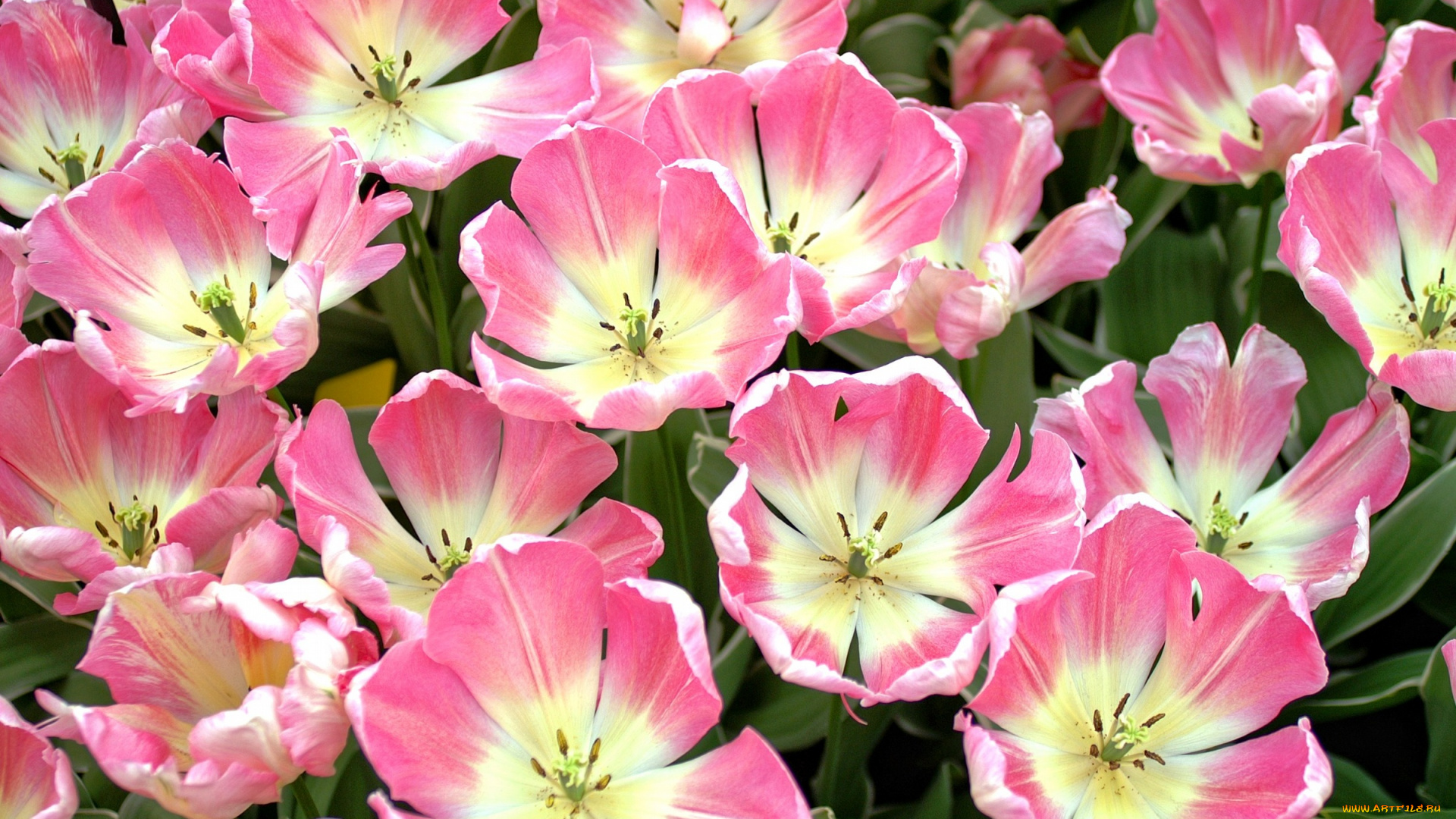 цветы, тюльпаны