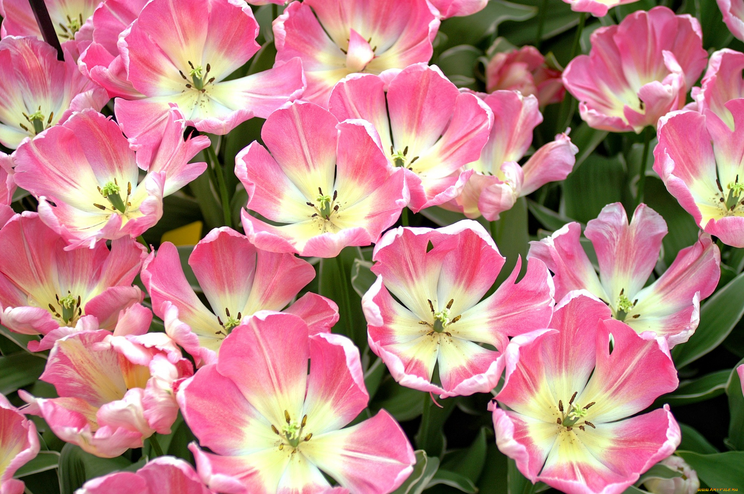 цветы, тюльпаны