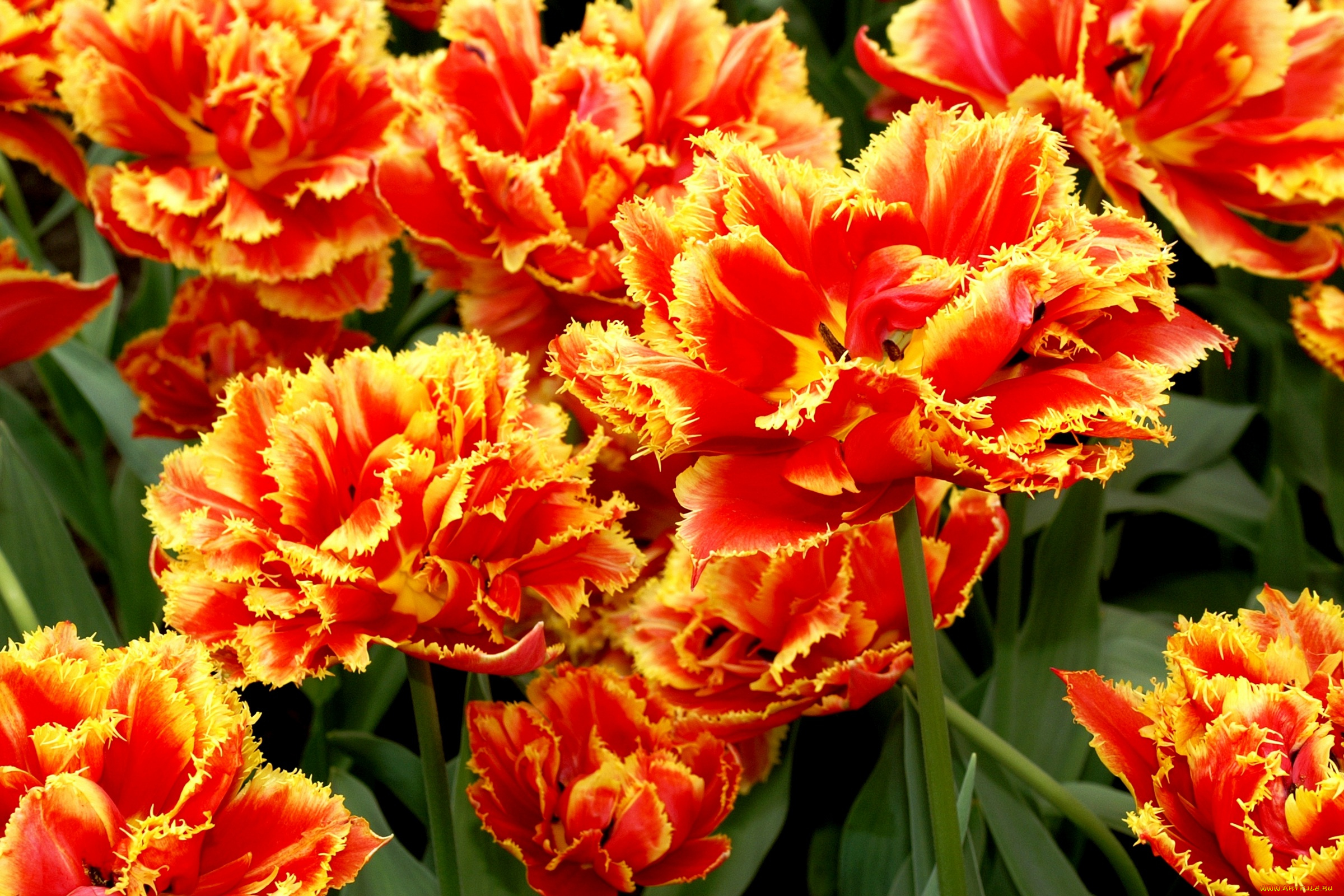 цветы, тюльпаны