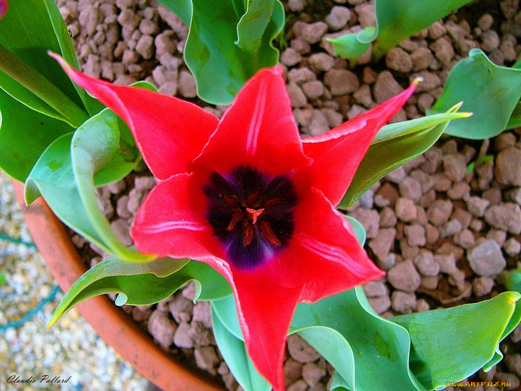 цветы, тюльпаны