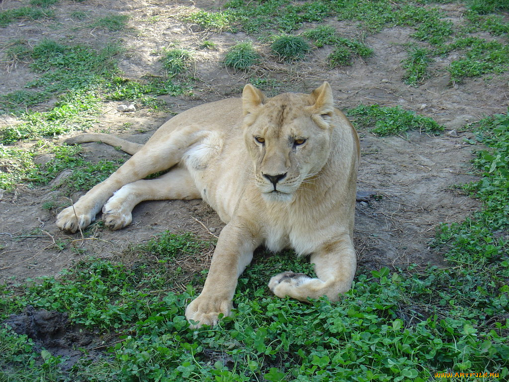 животные, львы