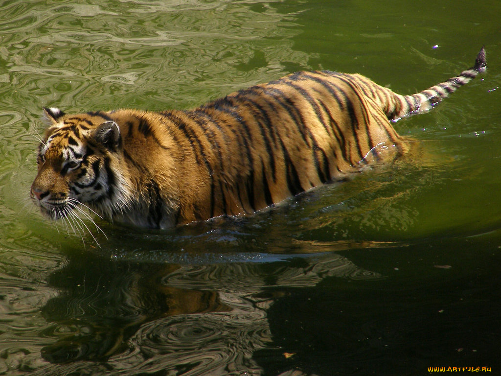 животные, тигры