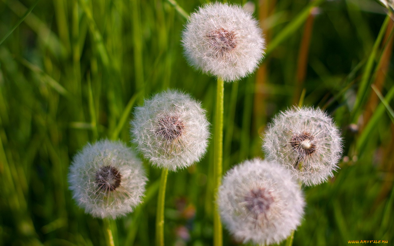 цветы, одуванчики