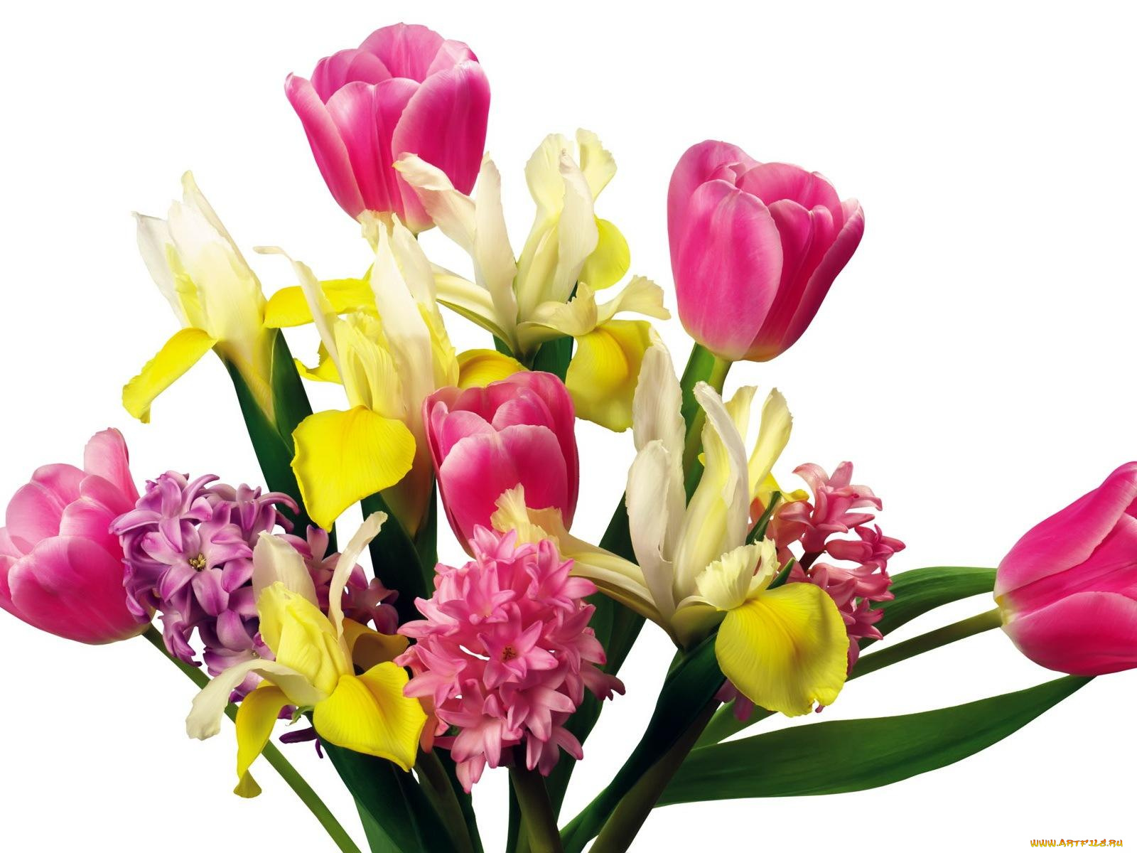 цветы, букеты, композиции