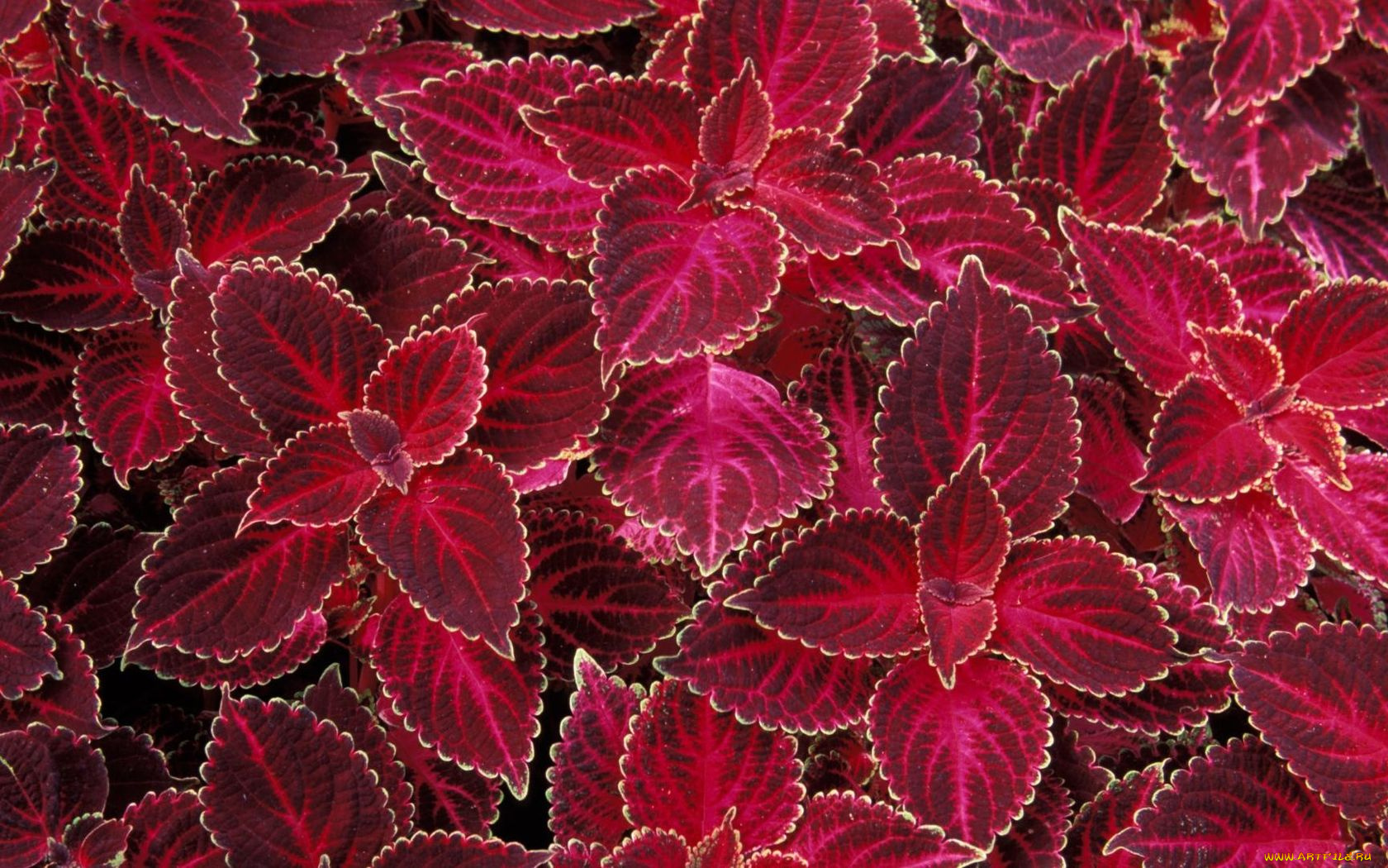 цветы, колеусы, каладиумы