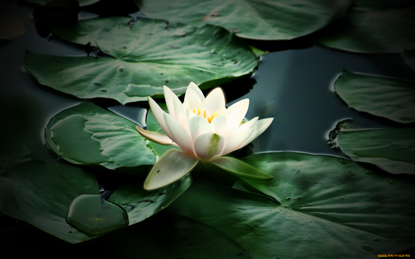 цветы, лилии, водяные, нимфеи, кувшинки