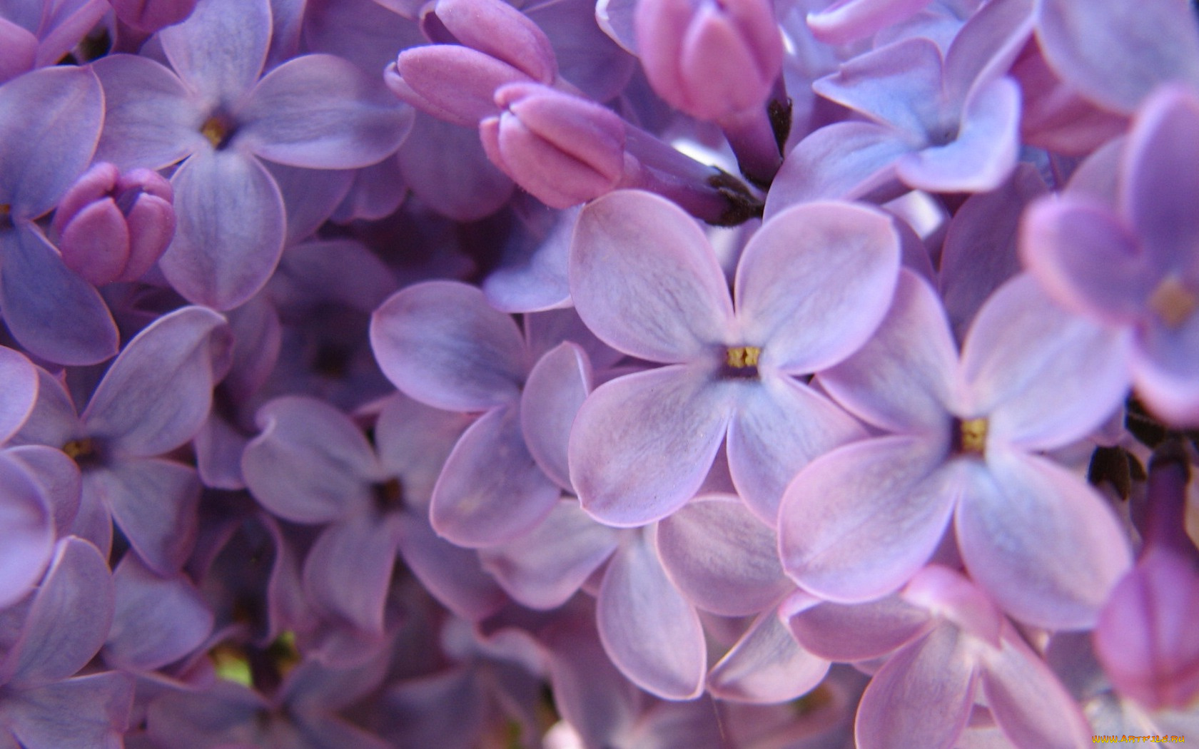 цветы, сирень