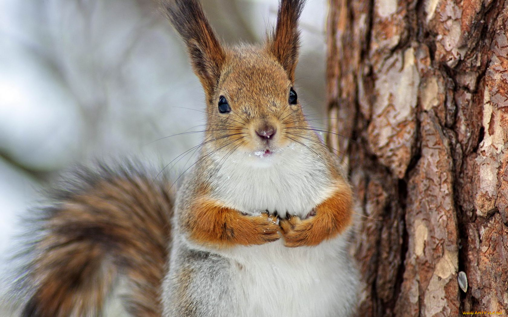 животные, белки