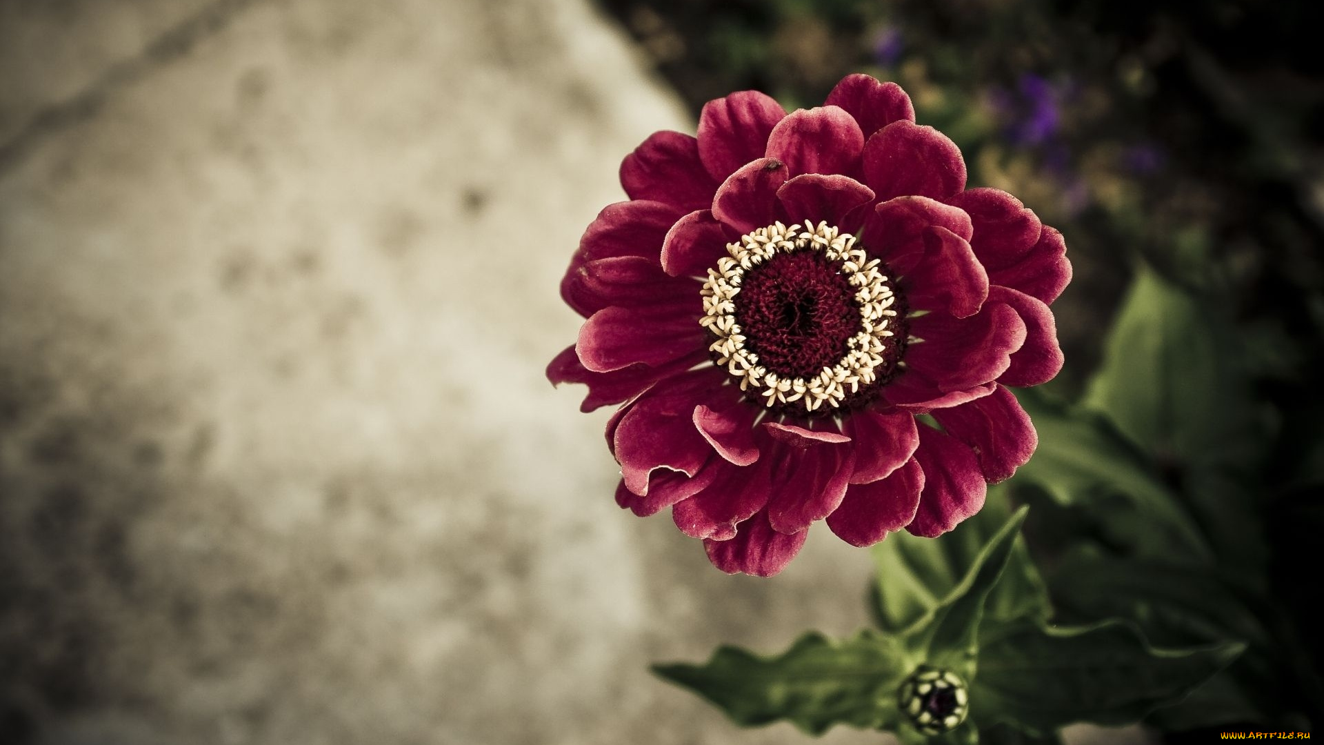 цветы, цинния