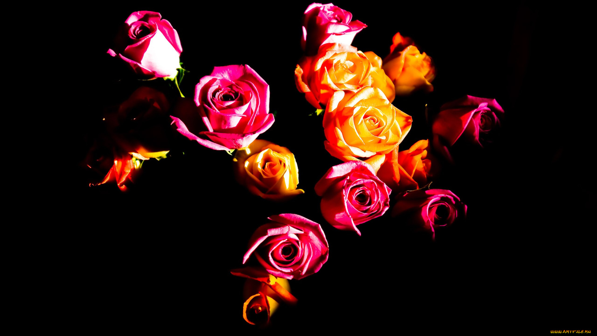 цветы, розы