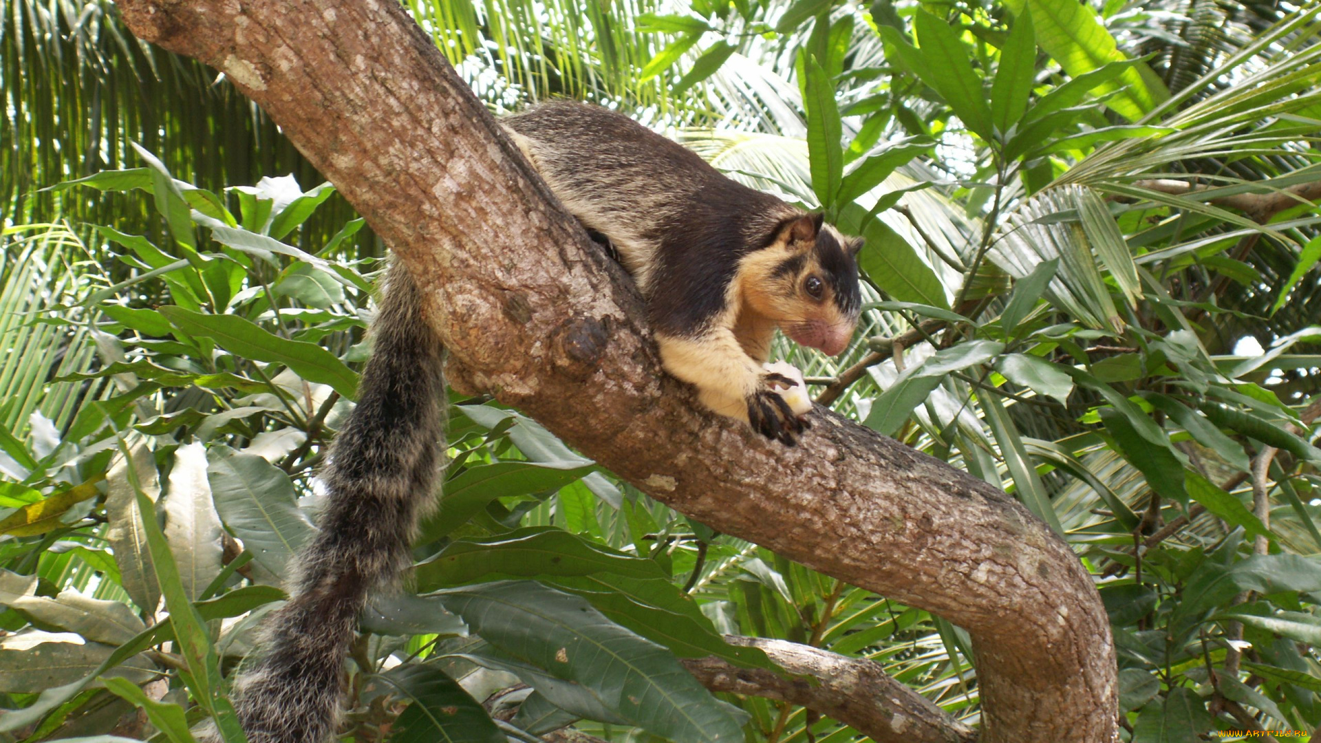 животные, белки