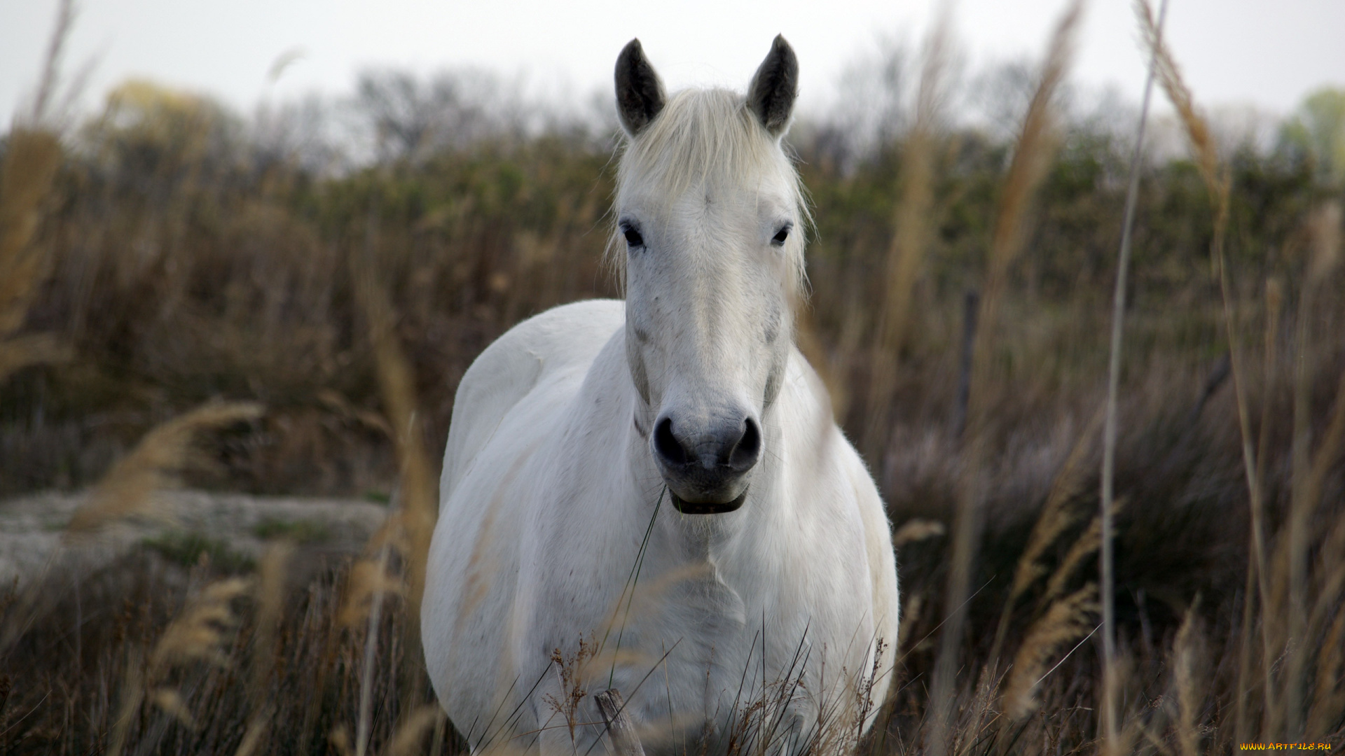 животные, лошади