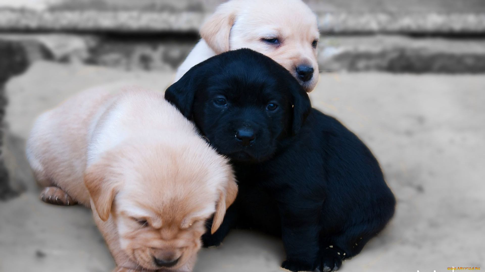 животные, собаки