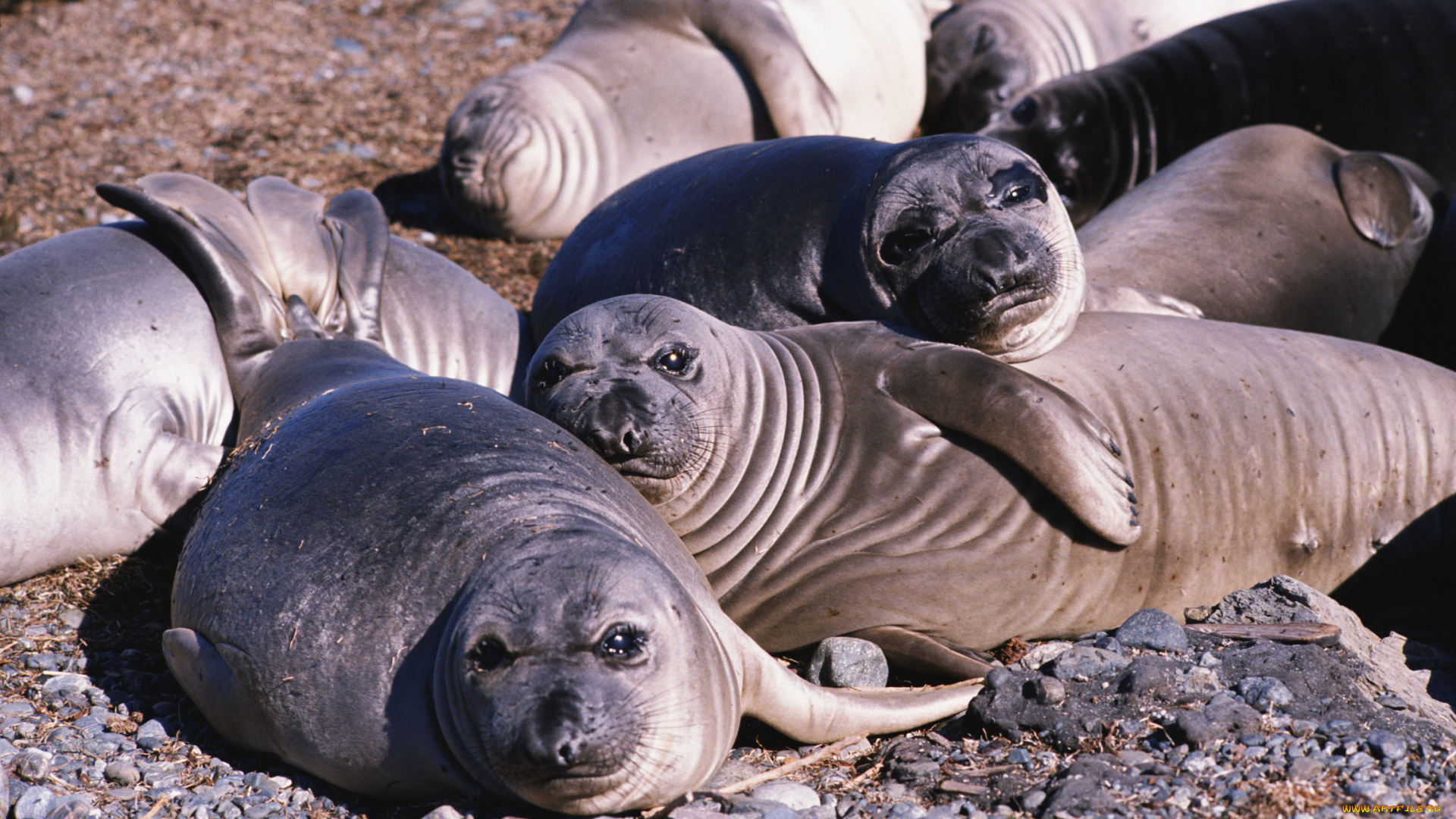 животные, тюлени, морские, львы, котики