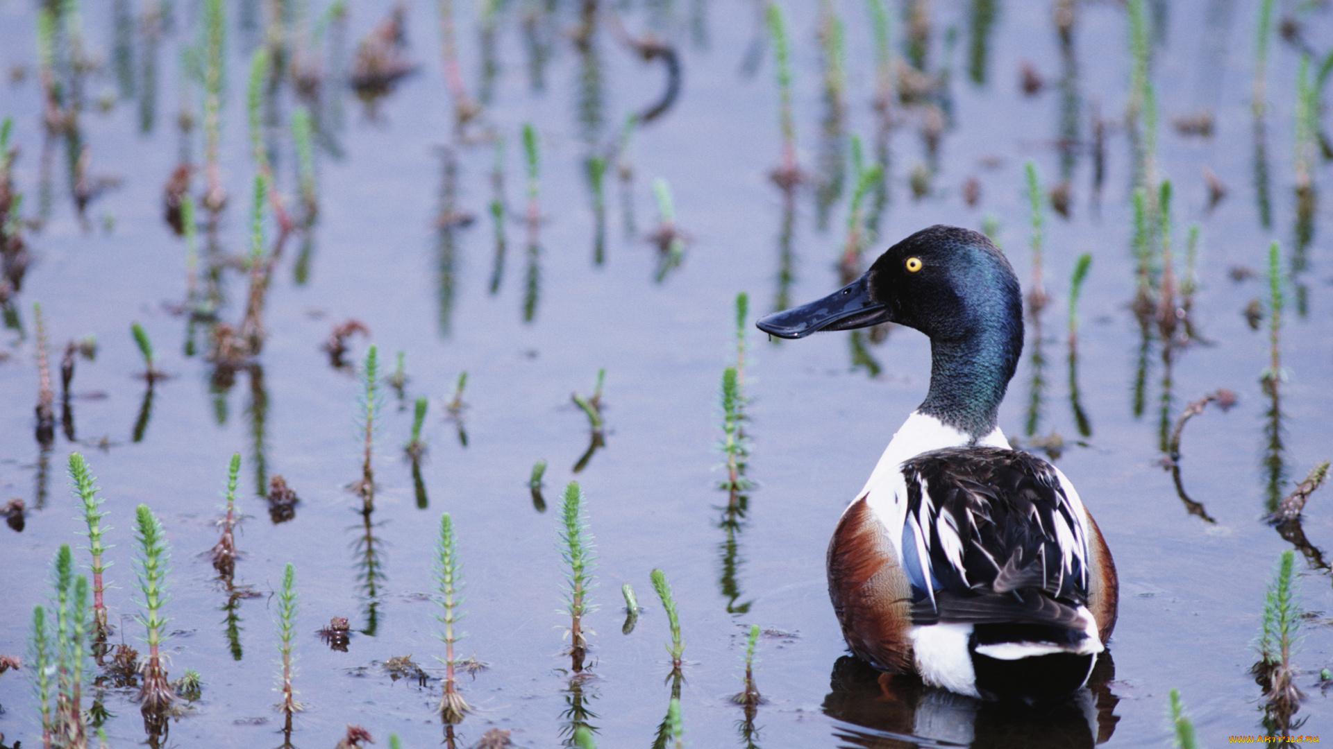 животные, утки